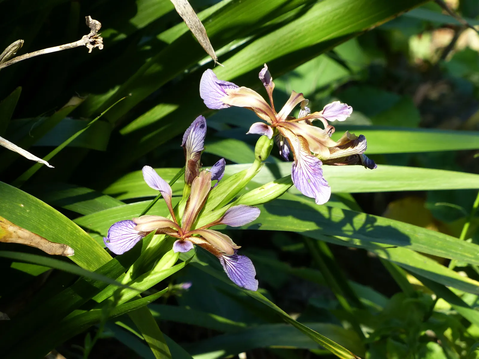Stinking Iris (Iris Foetidissima) — commonly known as Stinking Iris; noted for its foul-smelling leaves when crushed