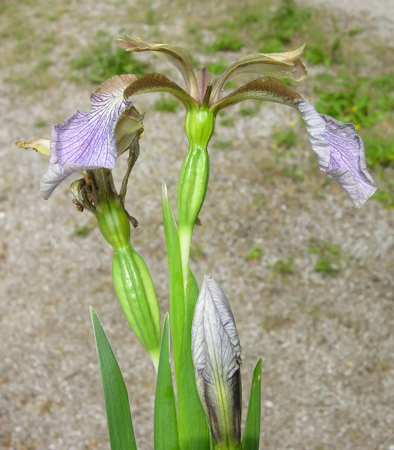 Stinking Iris (Iris Foetidissima) — scientifically known as Iris foetidissima; its most striking feature is the vibrant orange seeds, image 90