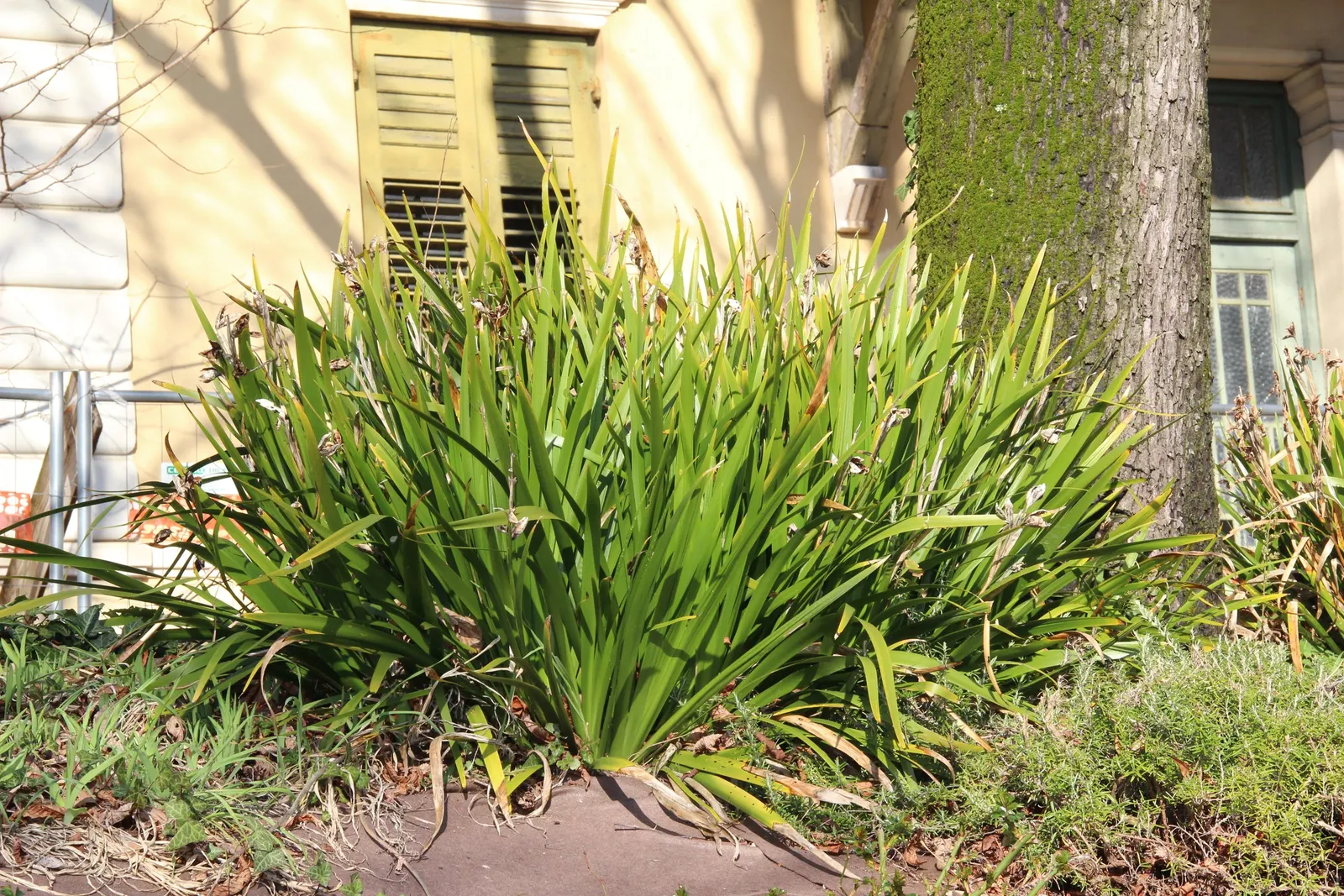 Stinking Iris (Iris Foetidissima) — offering a splash of color in subdued landscapes._zones 5-9; perennial with lavender blooms, image 62