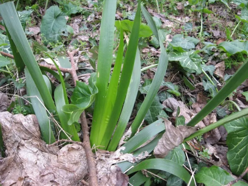 Stinking Iris (Iris Foetidissima) — thrives in partial to full shade; earns its name from the unpleasant scent released when its leaves are crushed, image 56