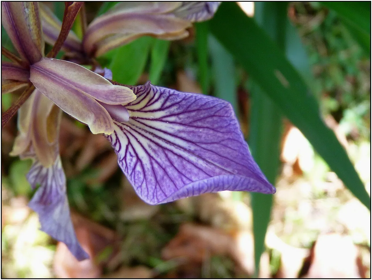 Stinking Iris (Iris Foetidissima) — making it a practical selection for water-conserving landscapes; reaching 1.5-2 feet in height