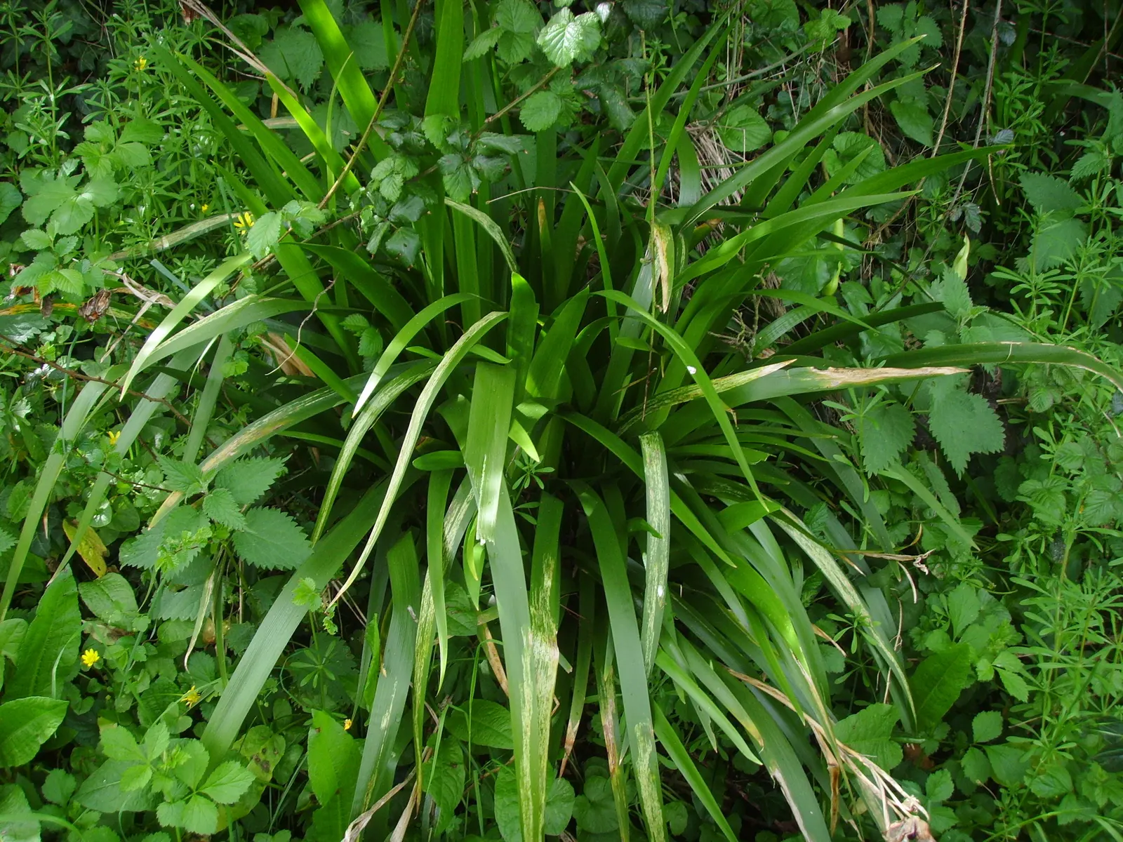 Stinking Iris (Iris Foetidissima) — reaching 1.5-2 feet in height; while the flowers are understated and not highly fragrant, image 84