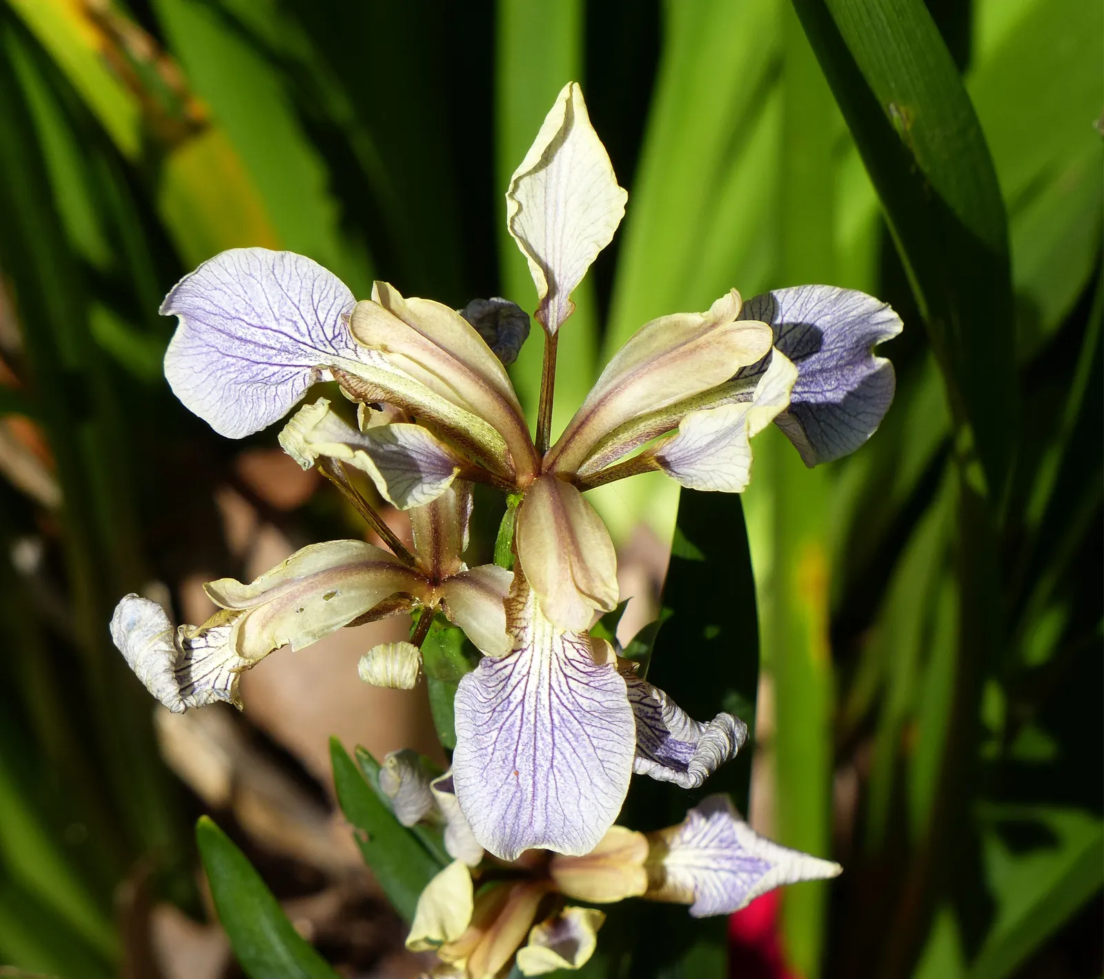 Stinking Iris (Iris Foetidissima) — perennial for full or half