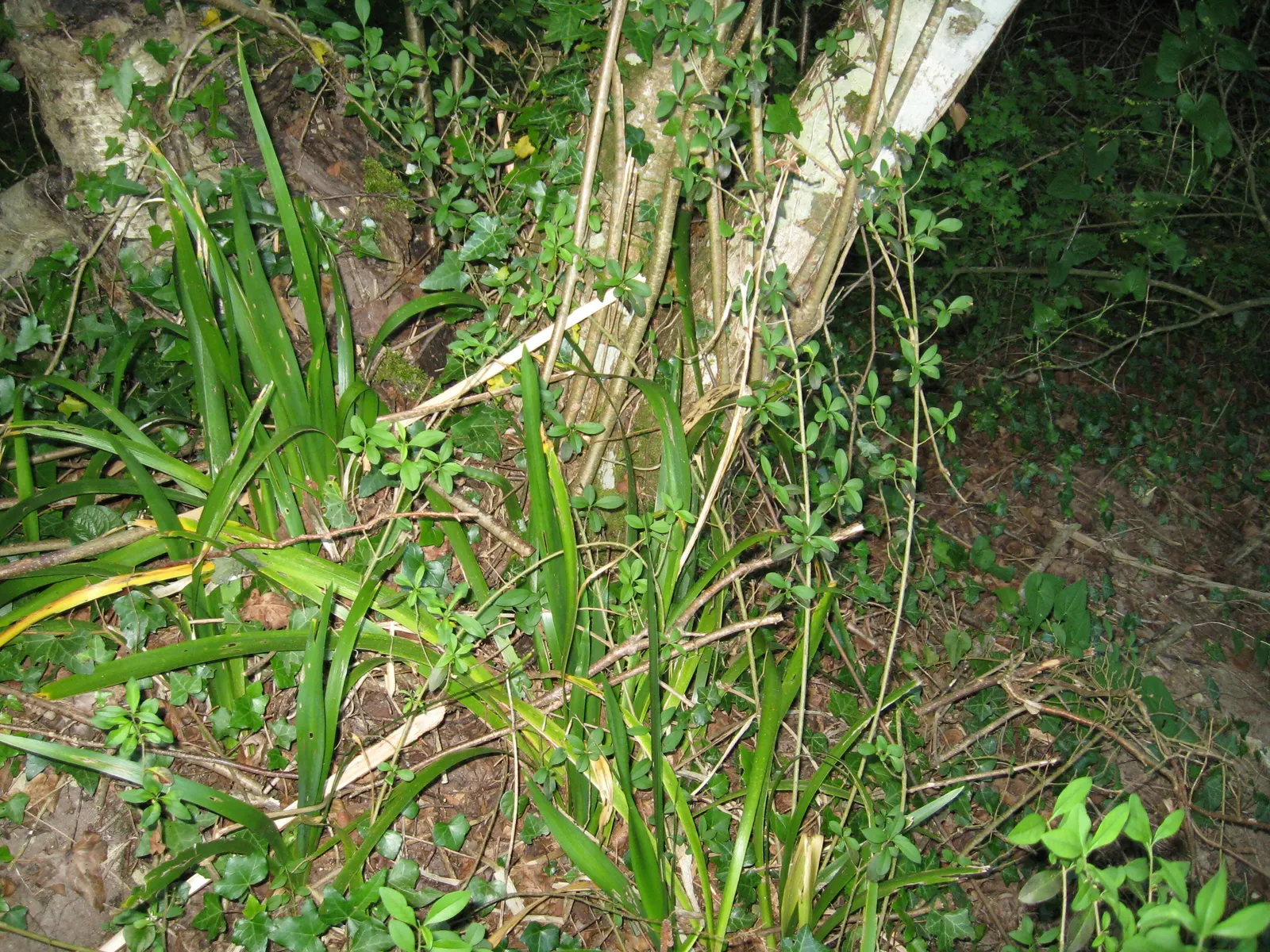 Stinking Iris (Iris Foetidissima) — Despite the "stinking" title; perennial for full or half, image 66