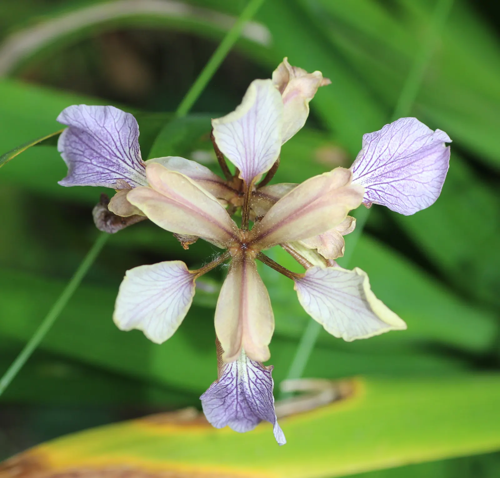 Stinking Iris (Iris Foetidissima) — commonly known as Stinking Iris; noted for its foul-smelling leaves when crushed, image 55