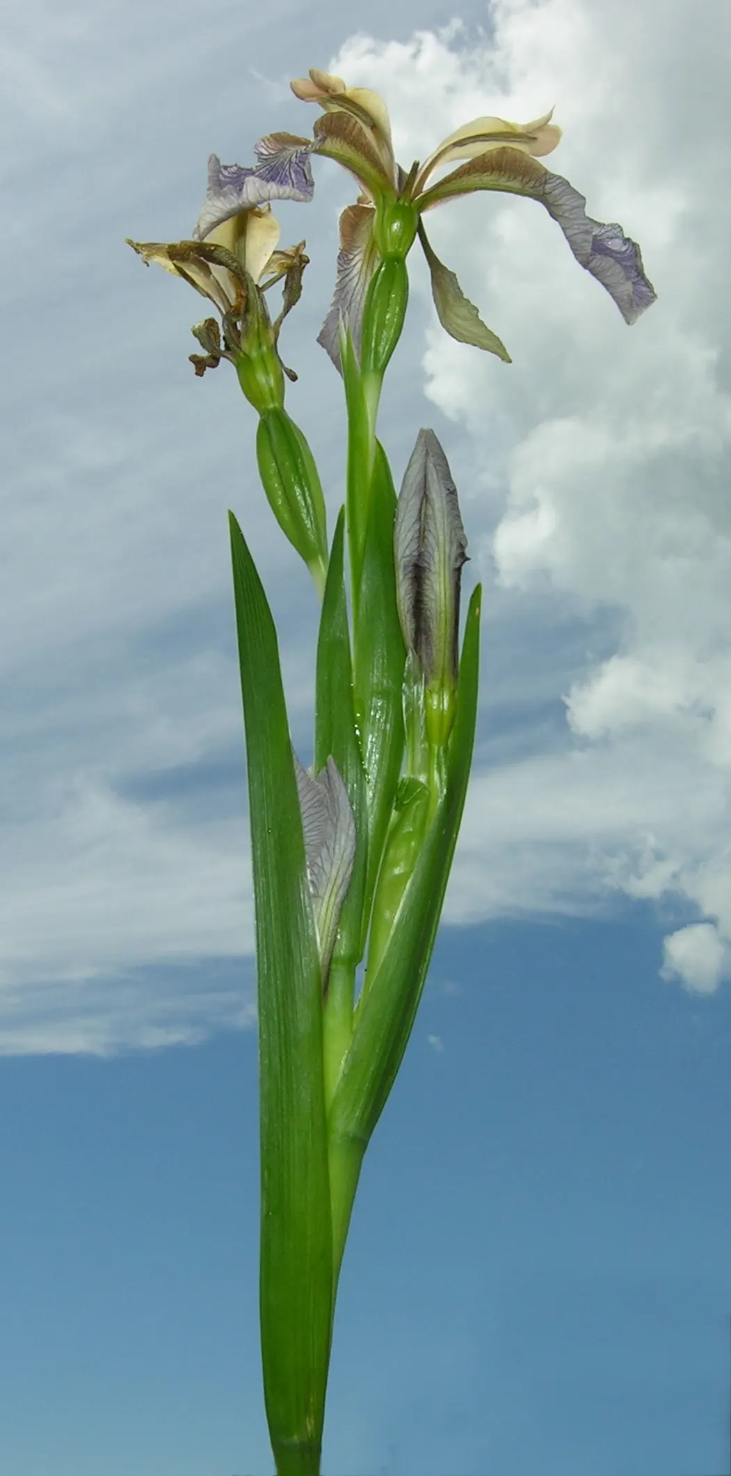 Stinking Iris (Iris Foetidissima) — displayed in open seedpods throughout fall and winter; which become visible in the autumn when the seed pods, image 88