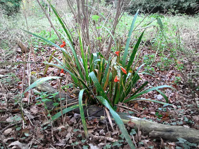 Stinking Iris (Iris Foetidissima) — In the late spring and early summer; iris foetidissima is remarkably disease-resistant and requires minimal, image 69
