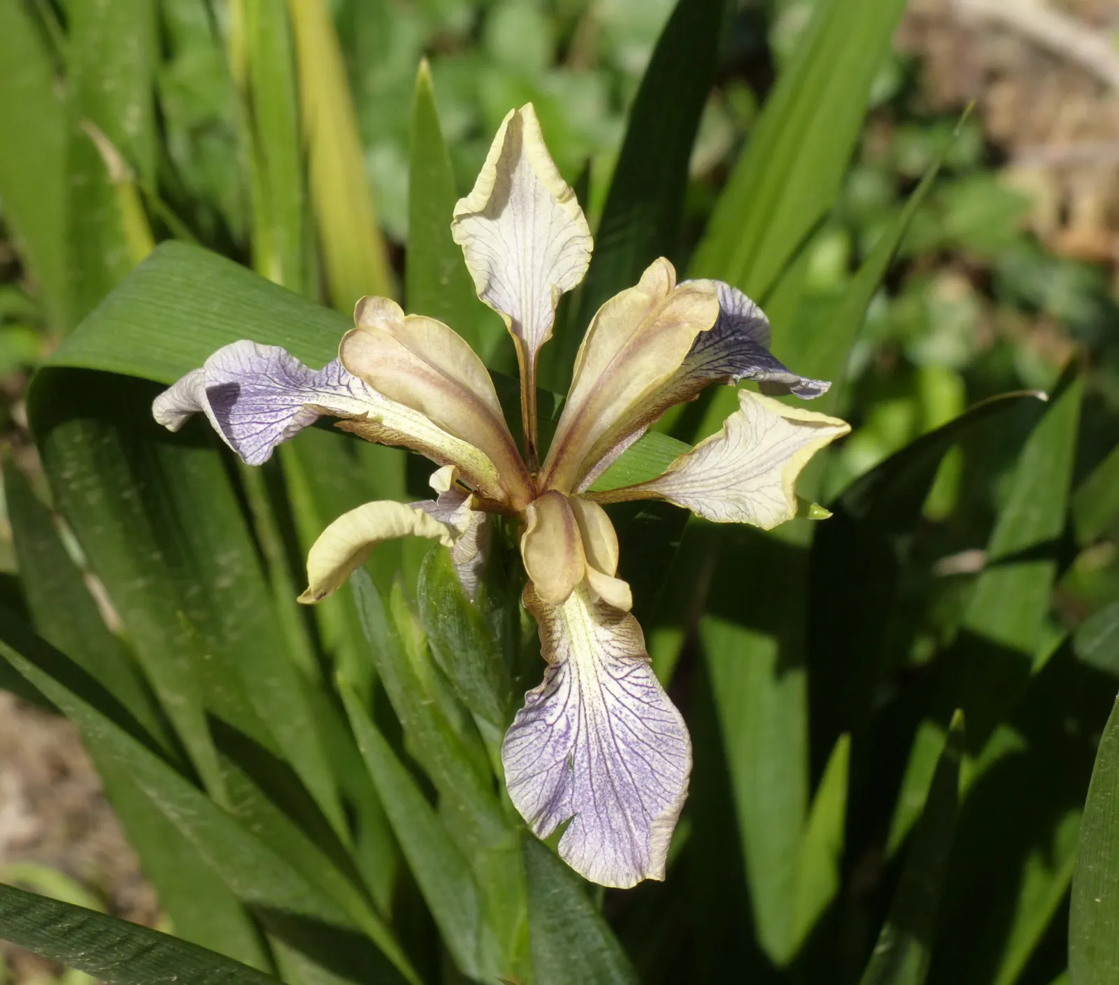 Stinking Iris (Iris Foetidissima) — It\'s an ideal choice for underplanting in woodland settings or adding to shaded border areas; it blooms with, image 76
