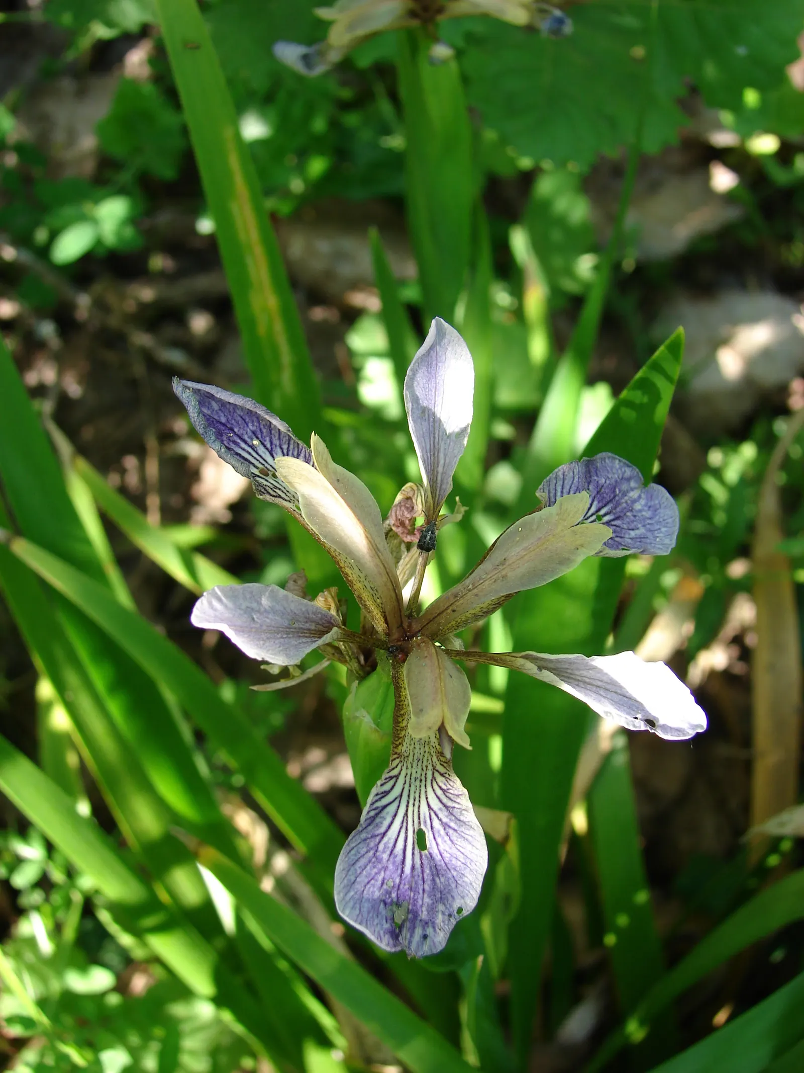 Stinking Iris (Iris Foetidissima) — perennial for full or half; making it a practical selection for water-conserving landscapes