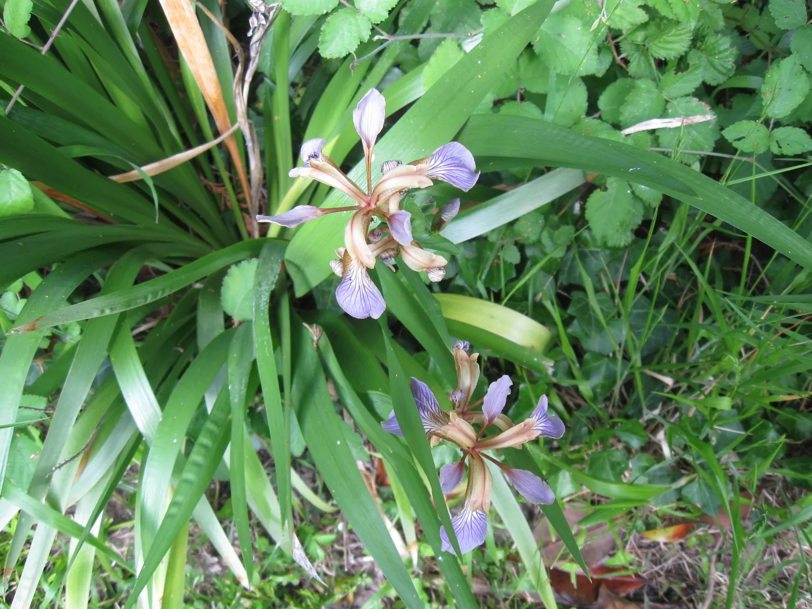 Stinking Iris (Iris Foetidissima) — presents a peculiar yet intriguing addition to your garden; this herbaceous perennial features long