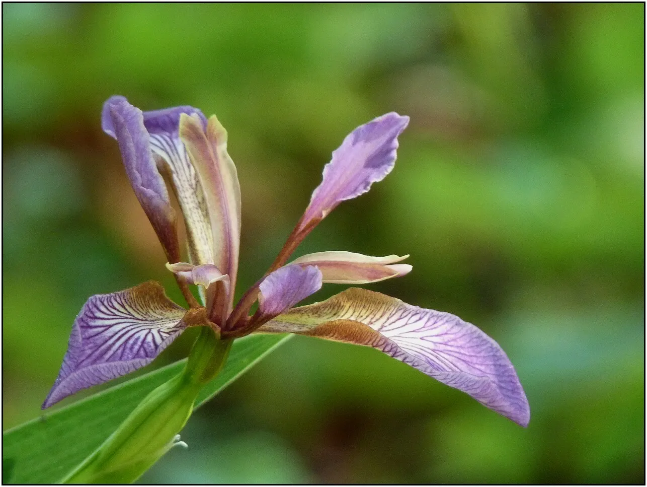 Stinking Iris (Iris Foetidissima) — While the flowers are understated and not highly fragrant; in the late spring and early summer, image 72