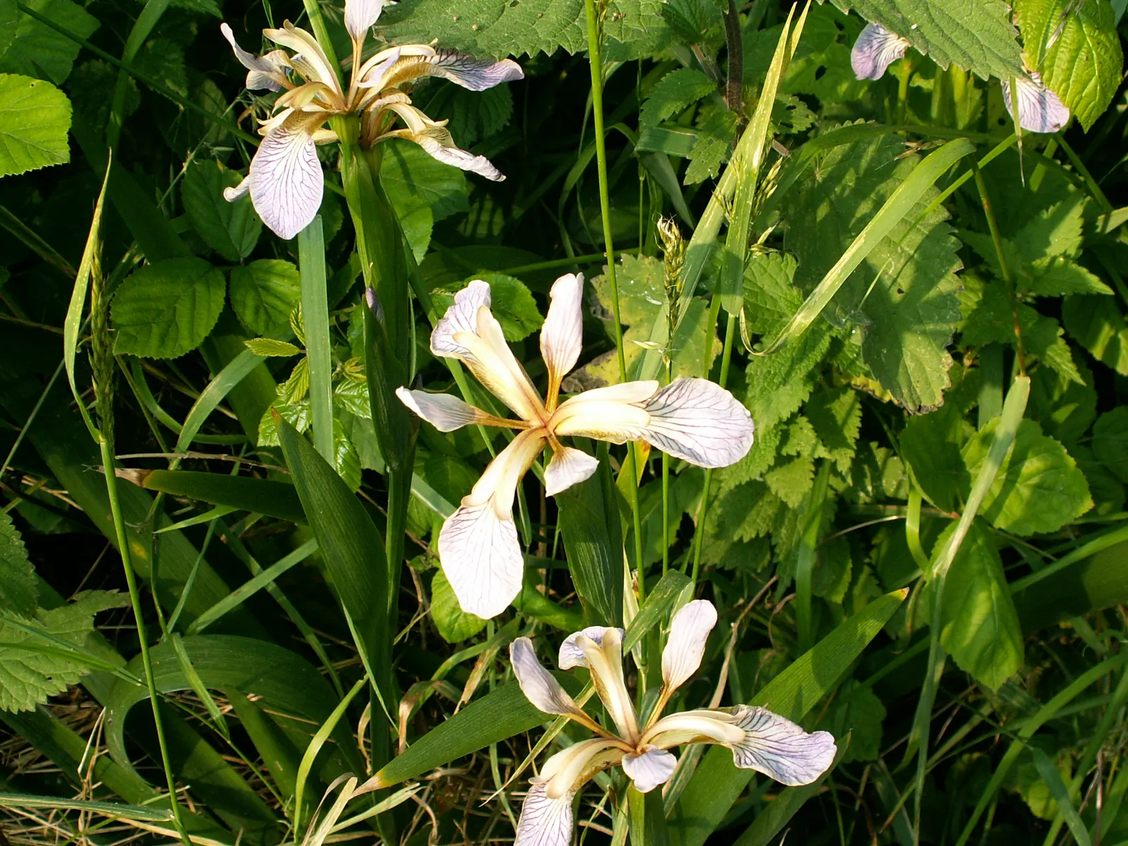 Stinking Iris (Iris Foetidissima) — which become visible in the autumn when the seed pods split open; it\'s an ideal choice for underplanting in woodland