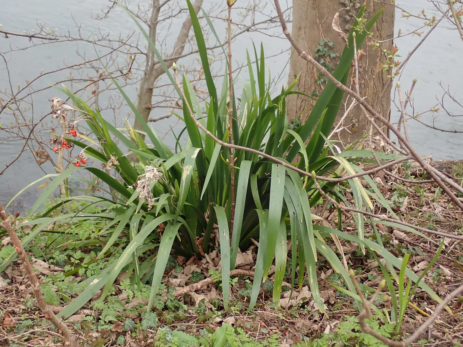 Stinking Iris (Iris Foetidissima) — thrives in partial to full shade