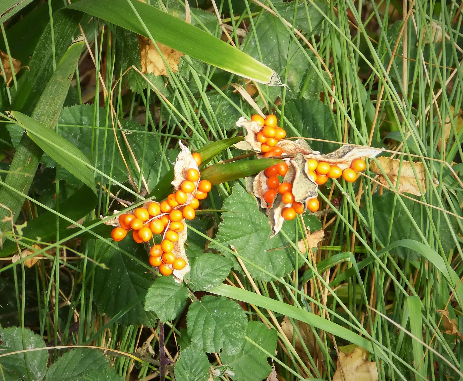 Stinking Iris (Iris Foetidissima) — earns its name from the unpleasant scent released when its leaves are crushed; these vibrant seeds provide a, image 65