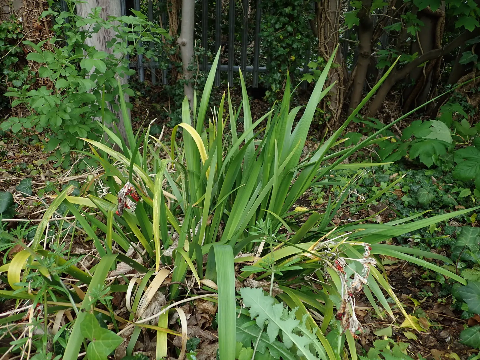 Stinking Iris (Iris Foetidissima) — displayed in open seedpods throughout fall and winter