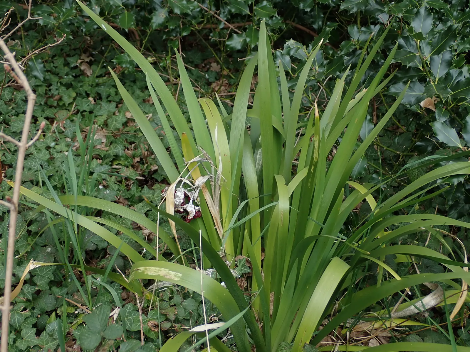 Stinking Iris (Iris Foetidissima) — It\'s an ideal choice for underplanting in woodland settings or adding to shaded border areas