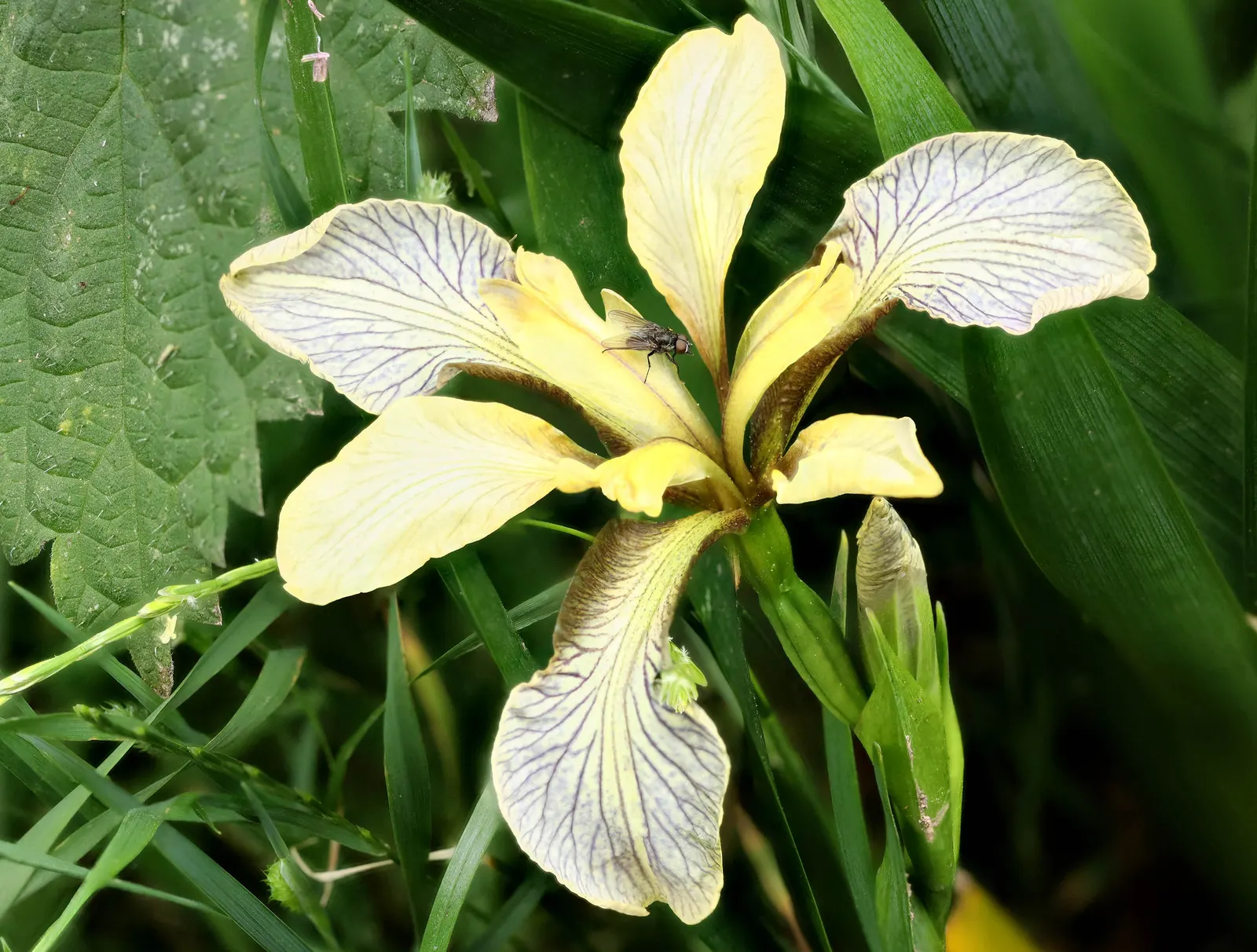 Stinking Iris (Iris Foetidissima) — earns its name from the unpleasant scent released when its leaves are crushed