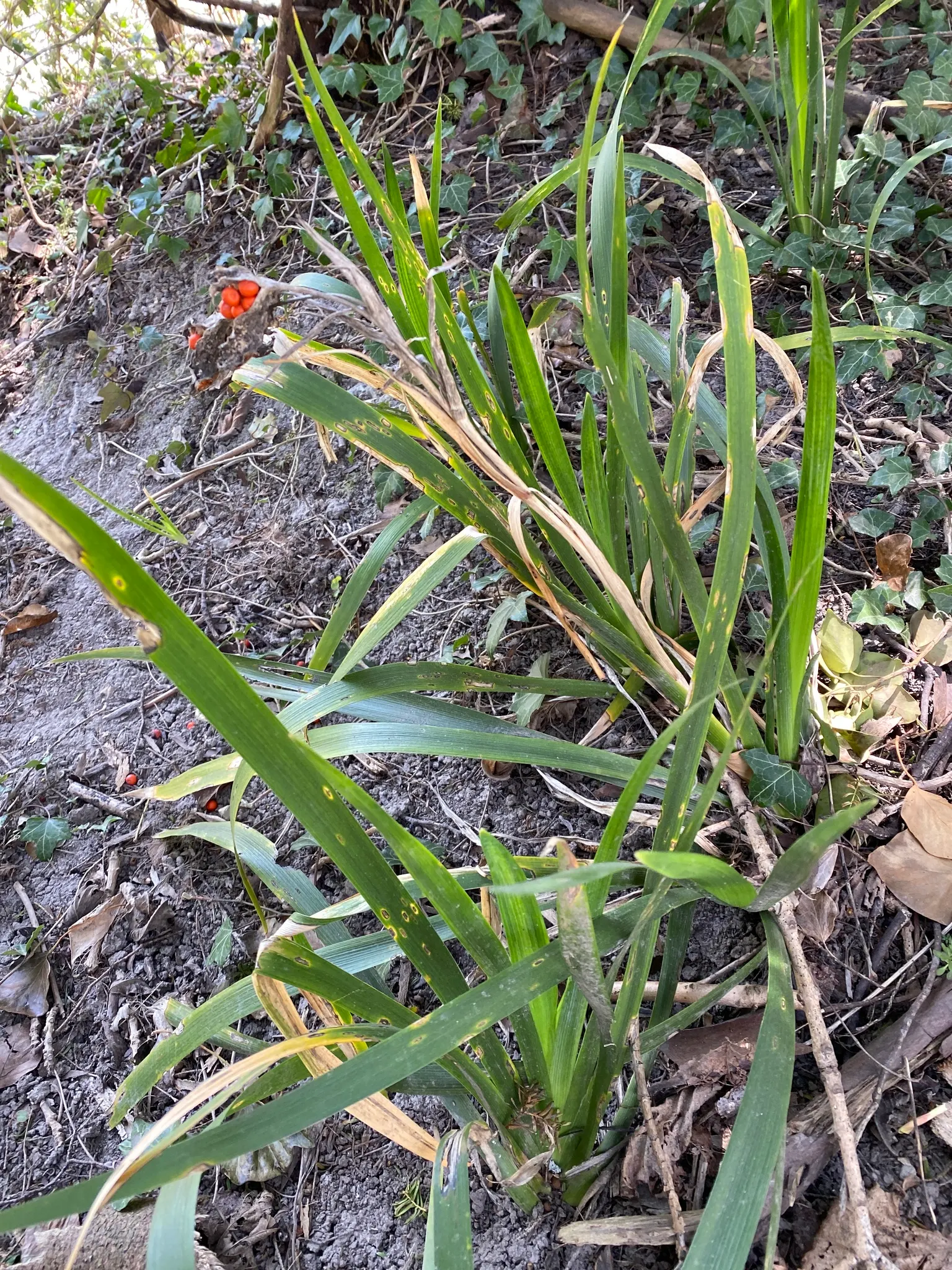 Stinking Iris (Iris Foetidissima) — Noted for its foul-smelling leaves when crushed