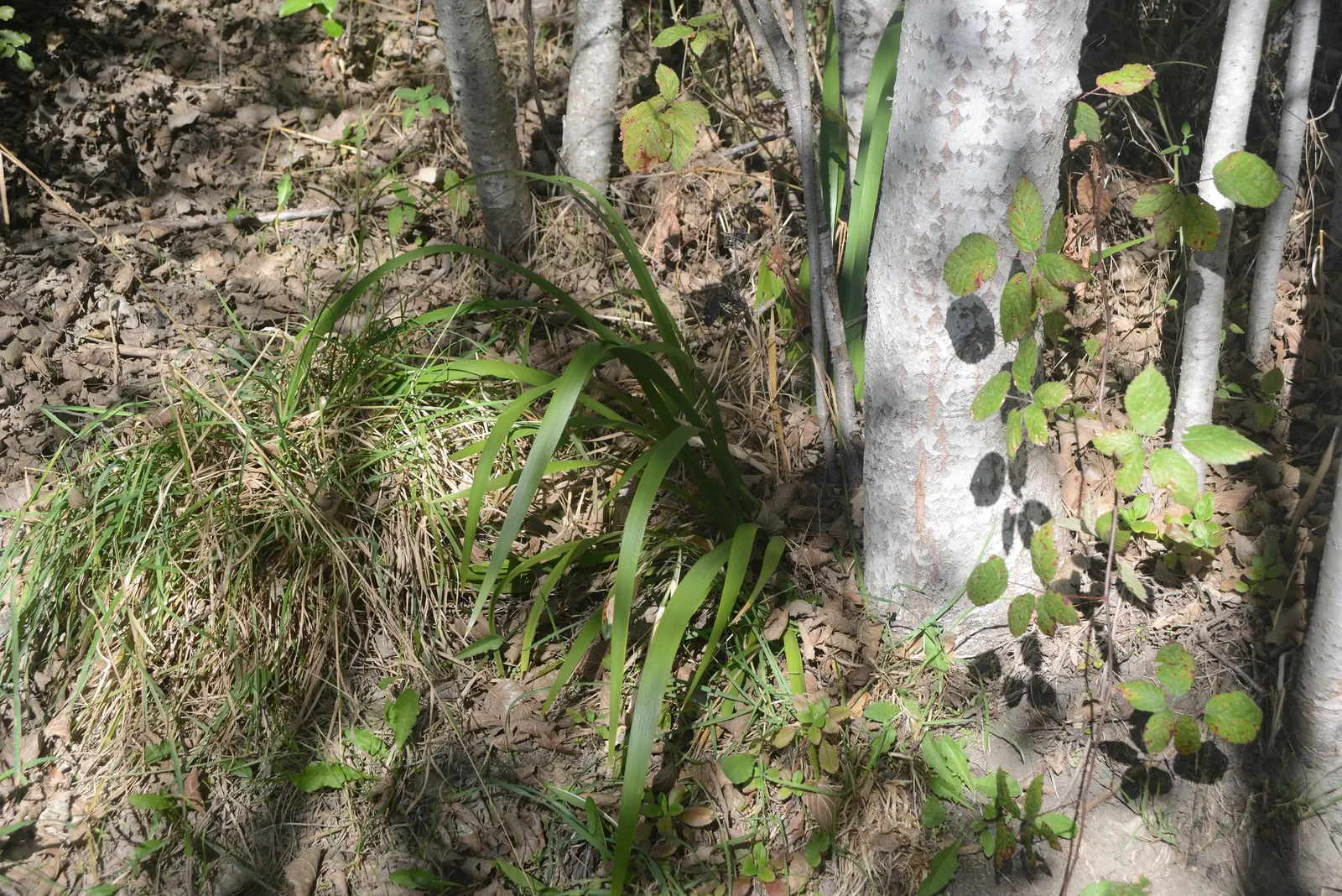 Stinking Iris (Iris Foetidissima) — While the flowers are understated and not highly fragrant