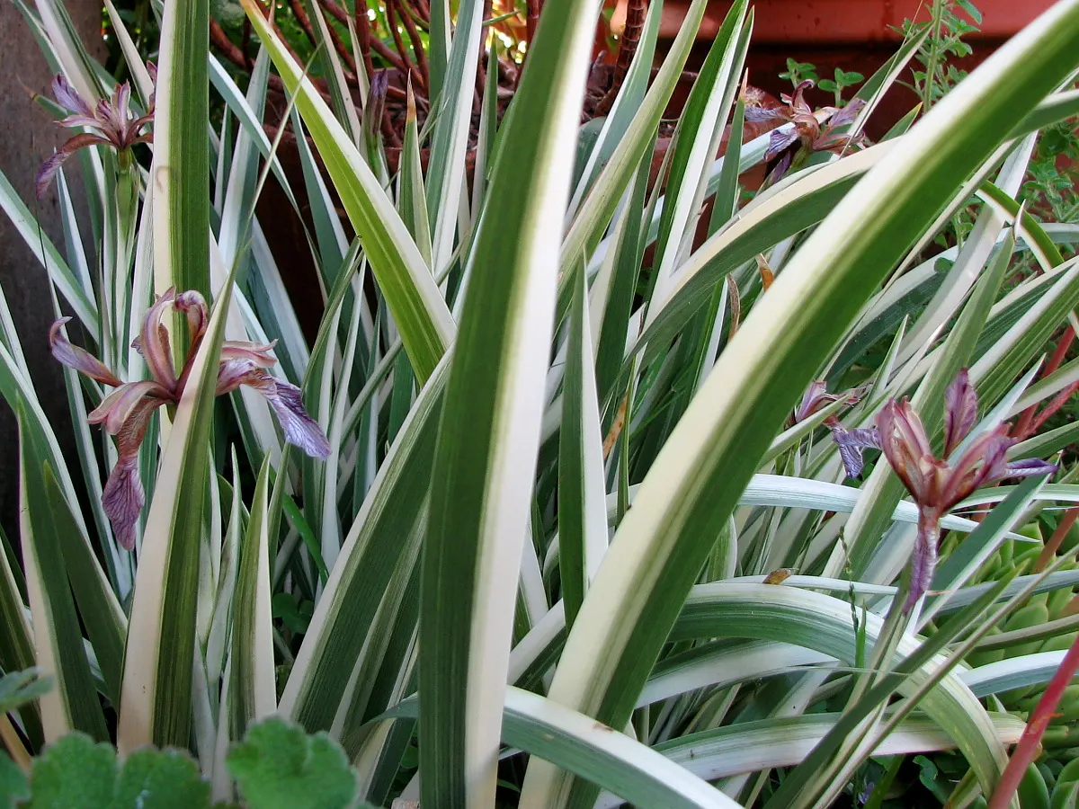 Stinking Iris (Iris Foetidissima) — presents a peculiar yet intriguing addition to your garden