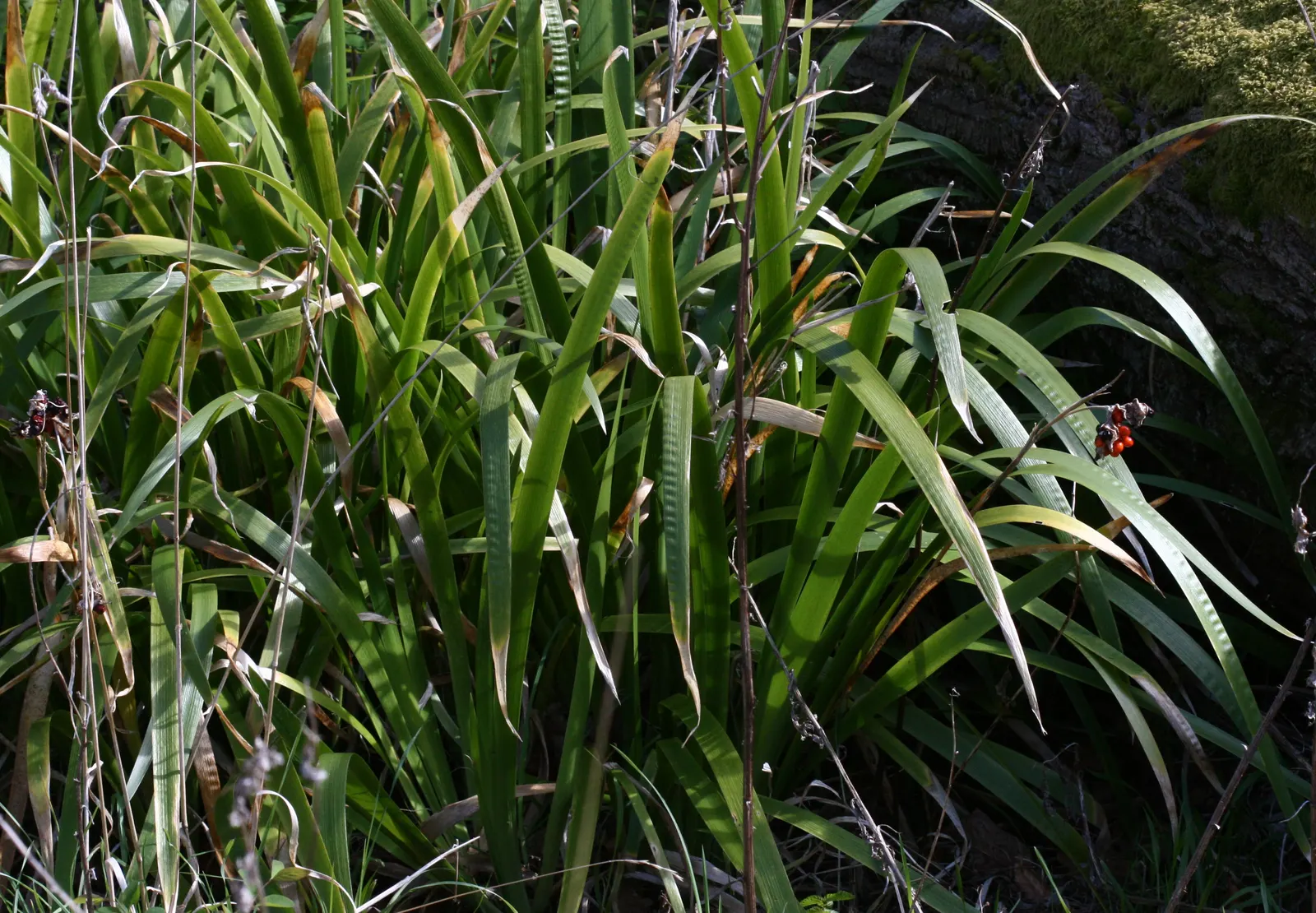 Stinking Iris (Iris Foetidissima) — While the flowers are understated and not highly fragrant; in the late spring and early summer