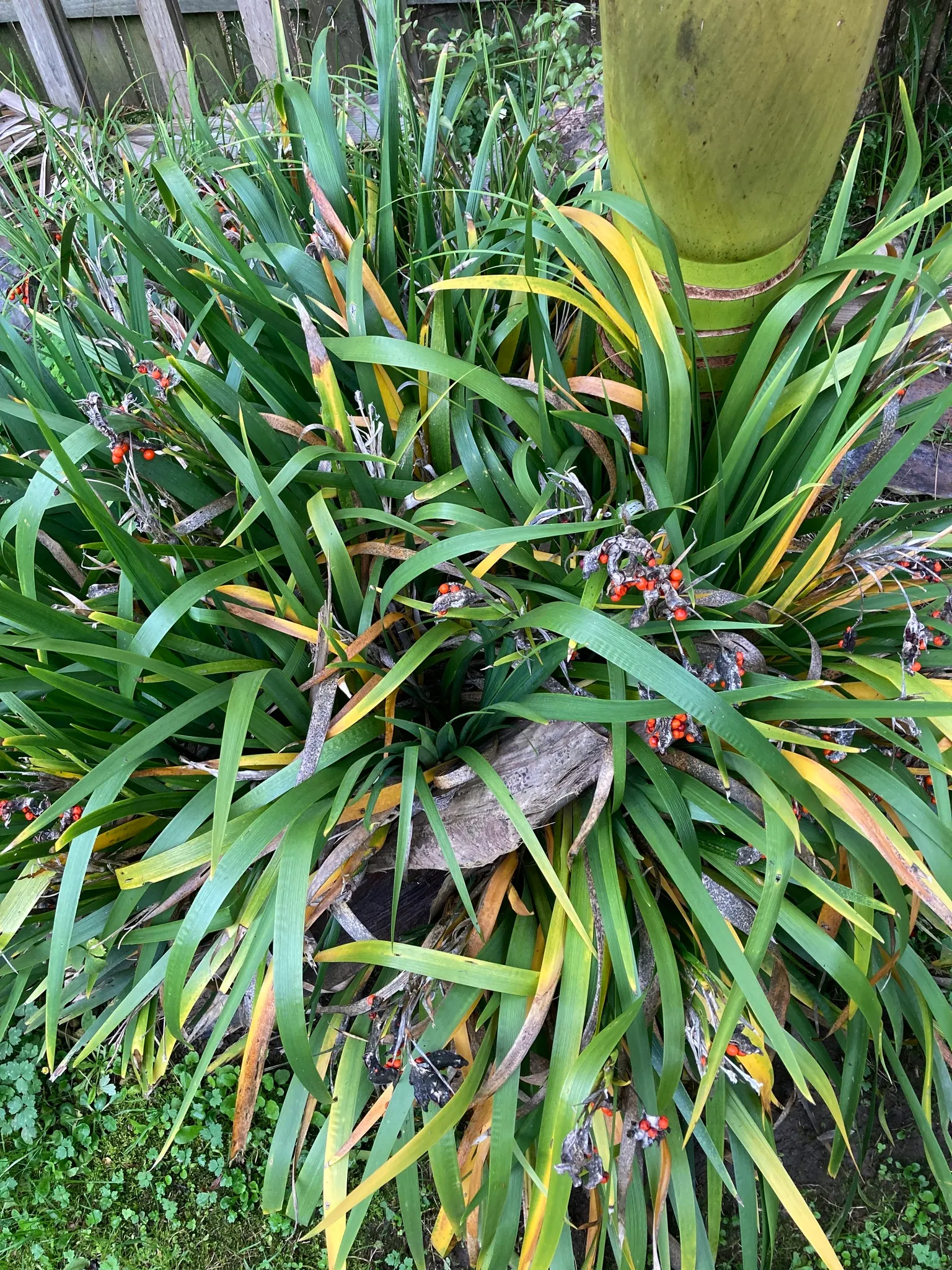Stinking Iris (Iris Foetidissima) — it blooms with pale lavender to yellow flowers