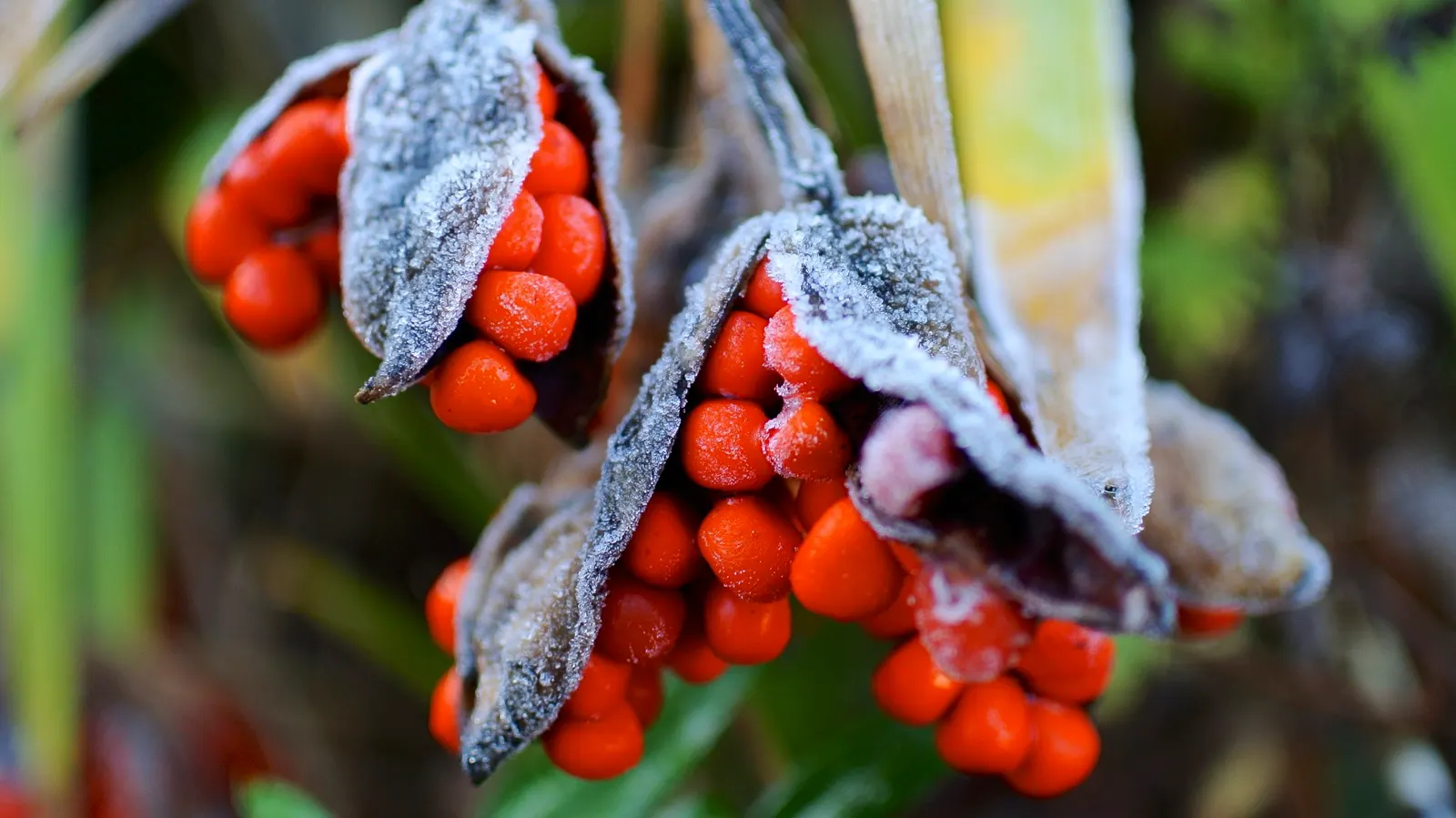 Stinking Iris (Iris Foetidissima) — These vibrant seeds provide a stark contrast against the foliage and are a draw for birds; thrives in partial to full shade
