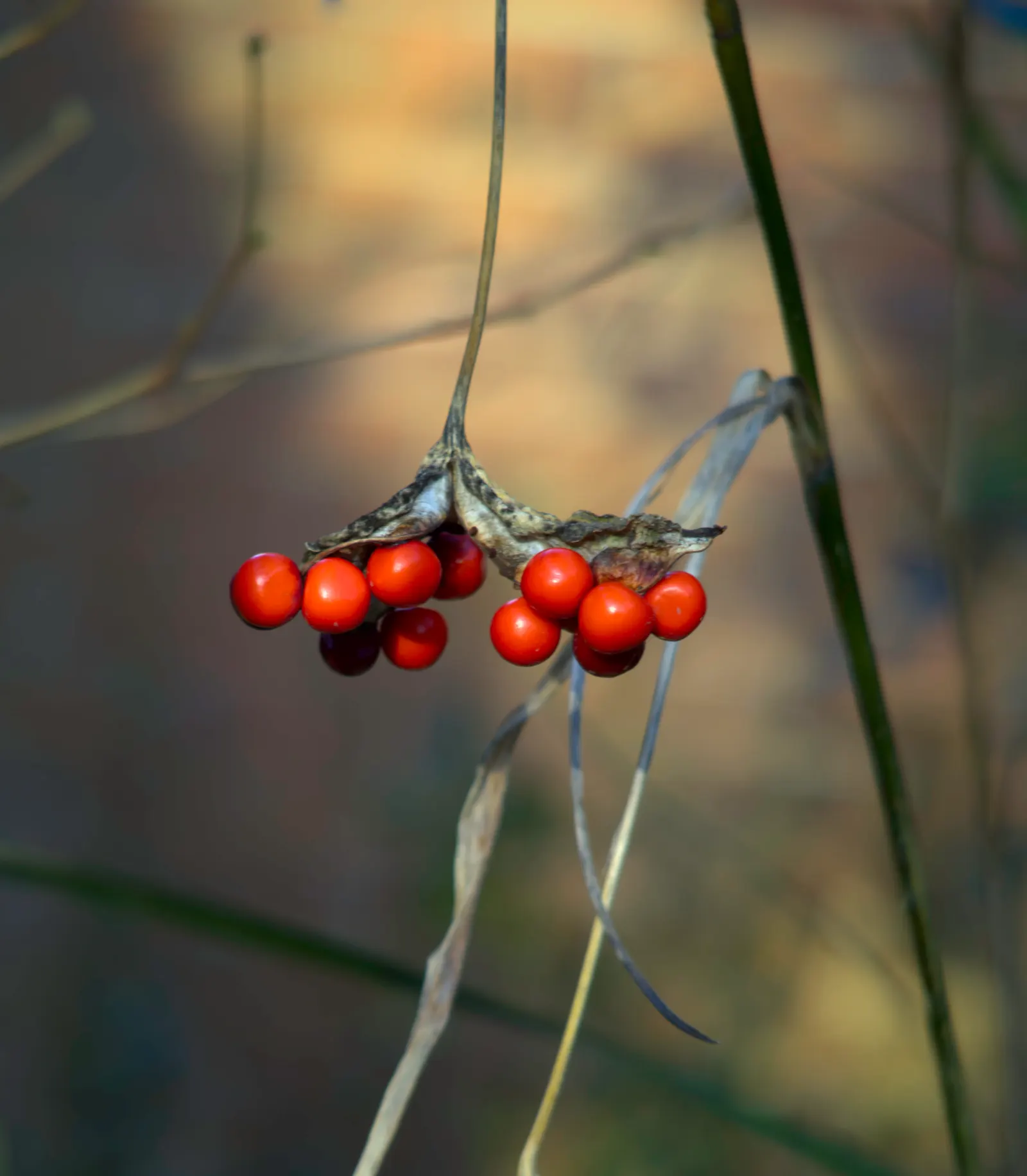 Stinking Iris (Iris Foetidissima) — Iris foetidissima is remarkably disease-resistant and requires minimal maintenance; scientifically known as Iris