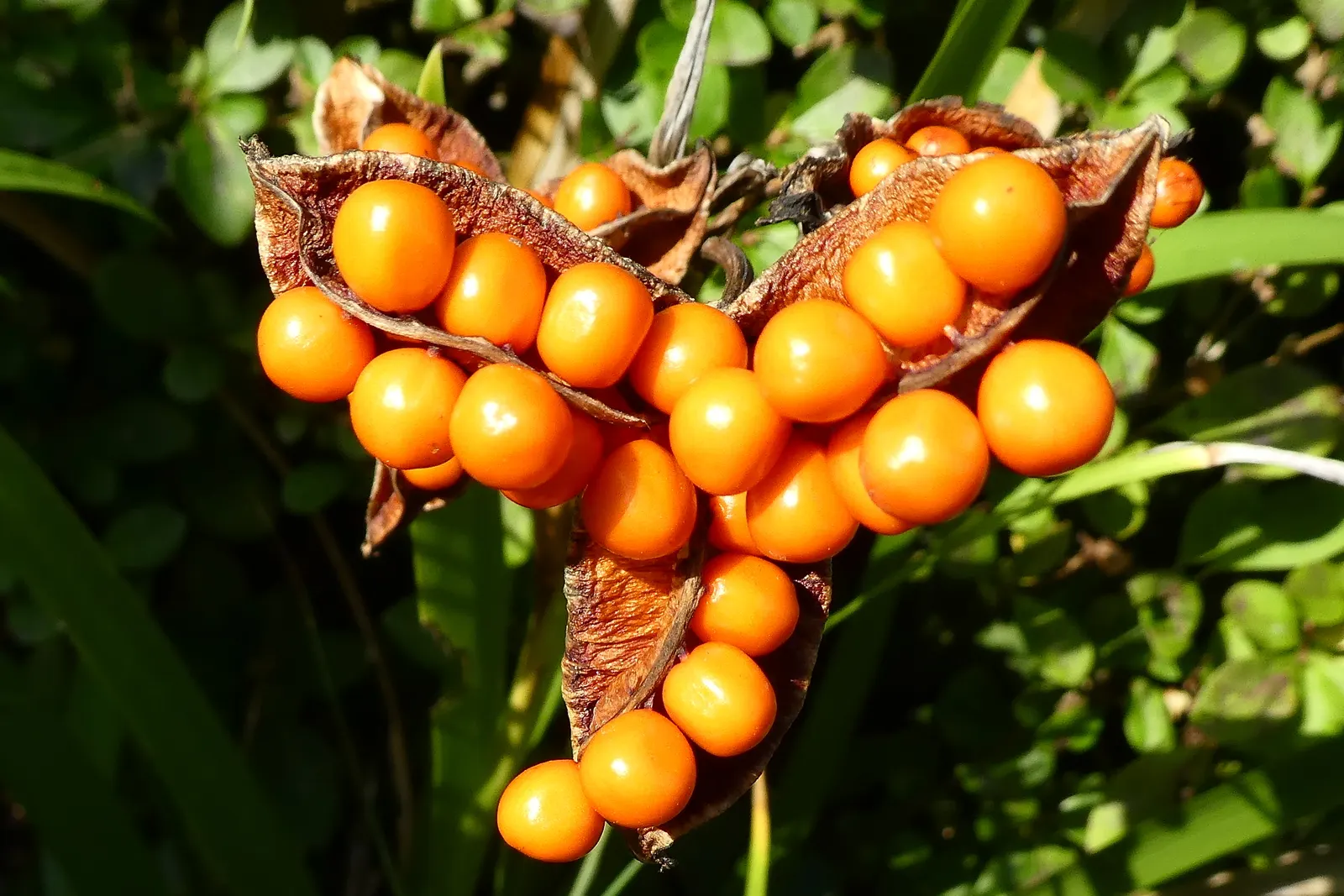 Stinking Iris (Iris Foetidissima) — displayed in open seedpods throughout fall and winter; which become visible in the autumn when the seed pods, image 61