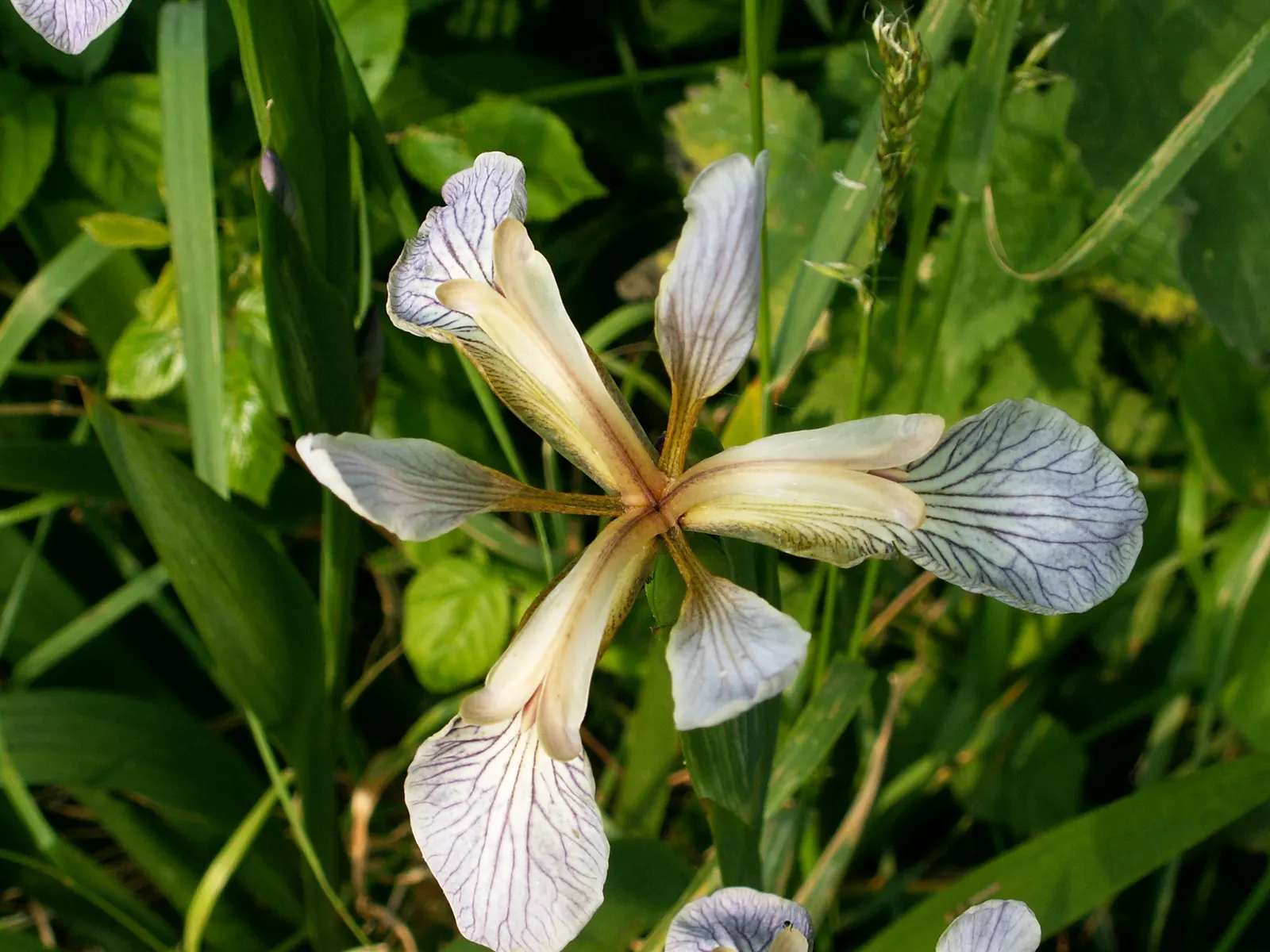 Stinking Iris (Iris Foetidissima) — In the late spring and early summer; iris foetidissima is remarkably disease-resistant and requires minimal maintenance