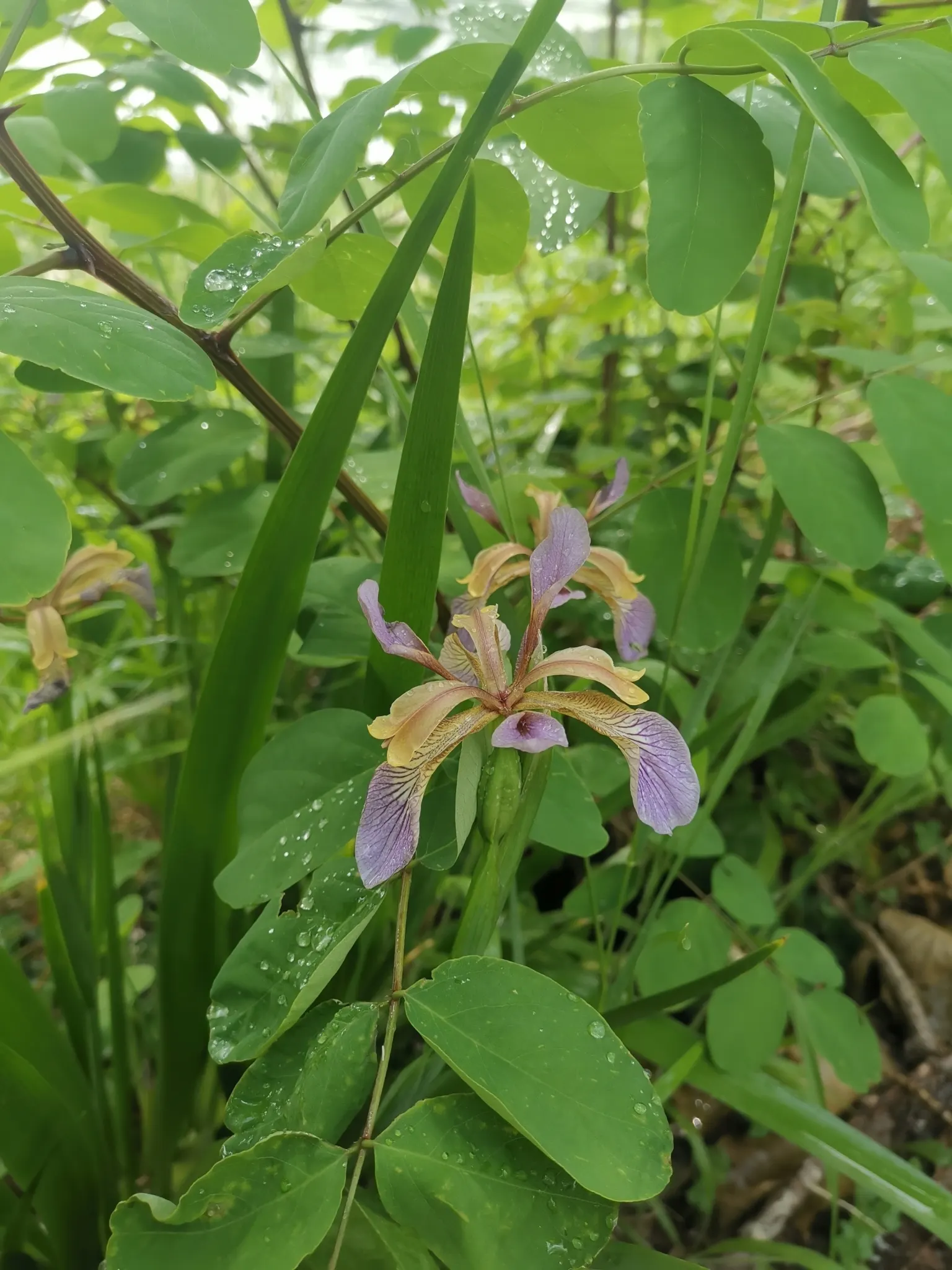 Stinking Iris (Iris Foetidissima) — evergreen leaves that grow in dense clumps