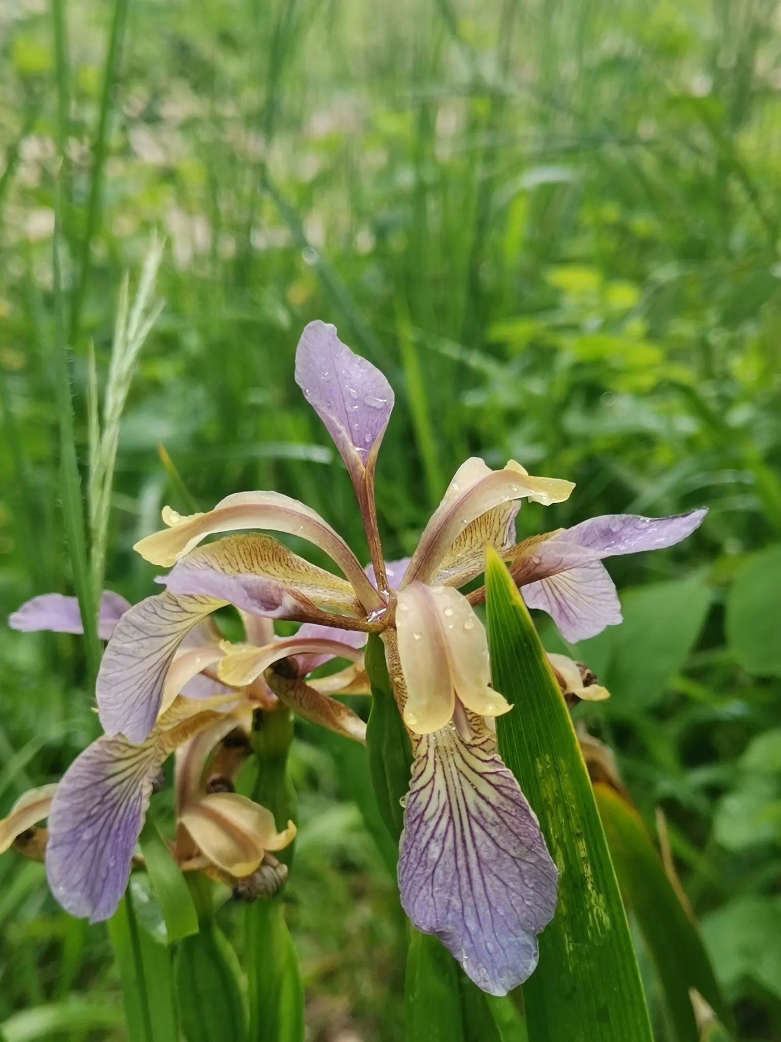 Stinking Iris (Iris Foetidissima) — In the late spring and early summer
