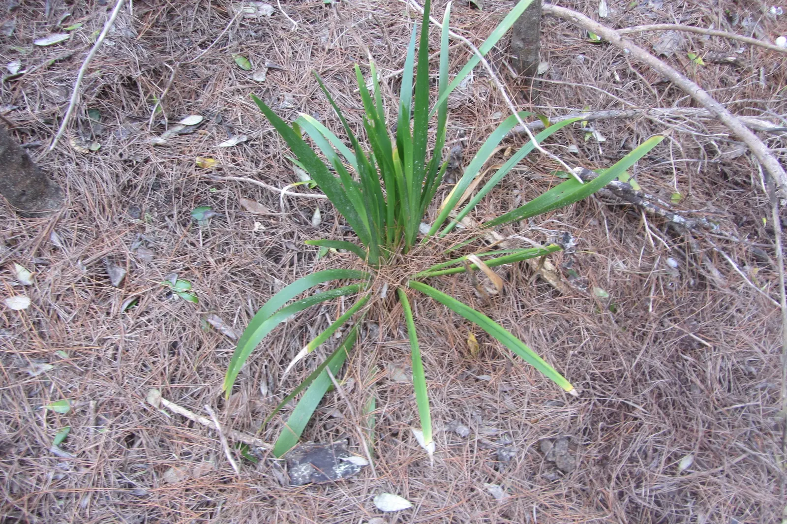 Stinking Iris (Iris Foetidissima) — this herbaceous perennial features long; displayed in open seedpods throughout fall and winter