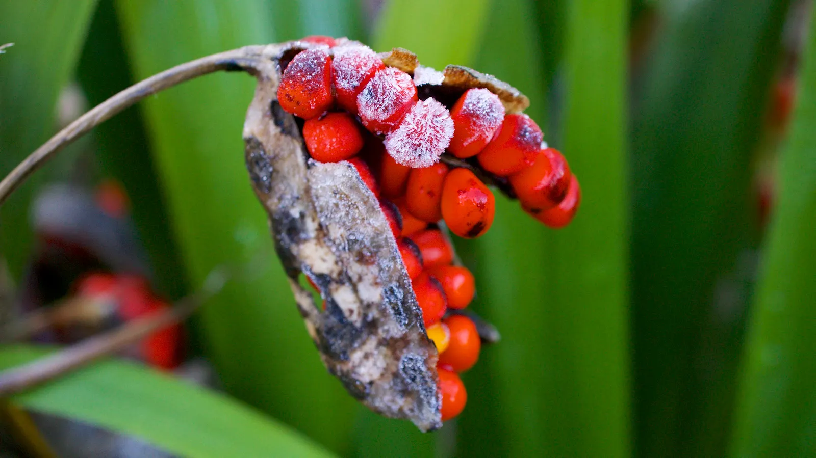 Stinking Iris (Iris Foetidissima) — this hardy perennial showcases delicate purple flowers in late spring, image 59