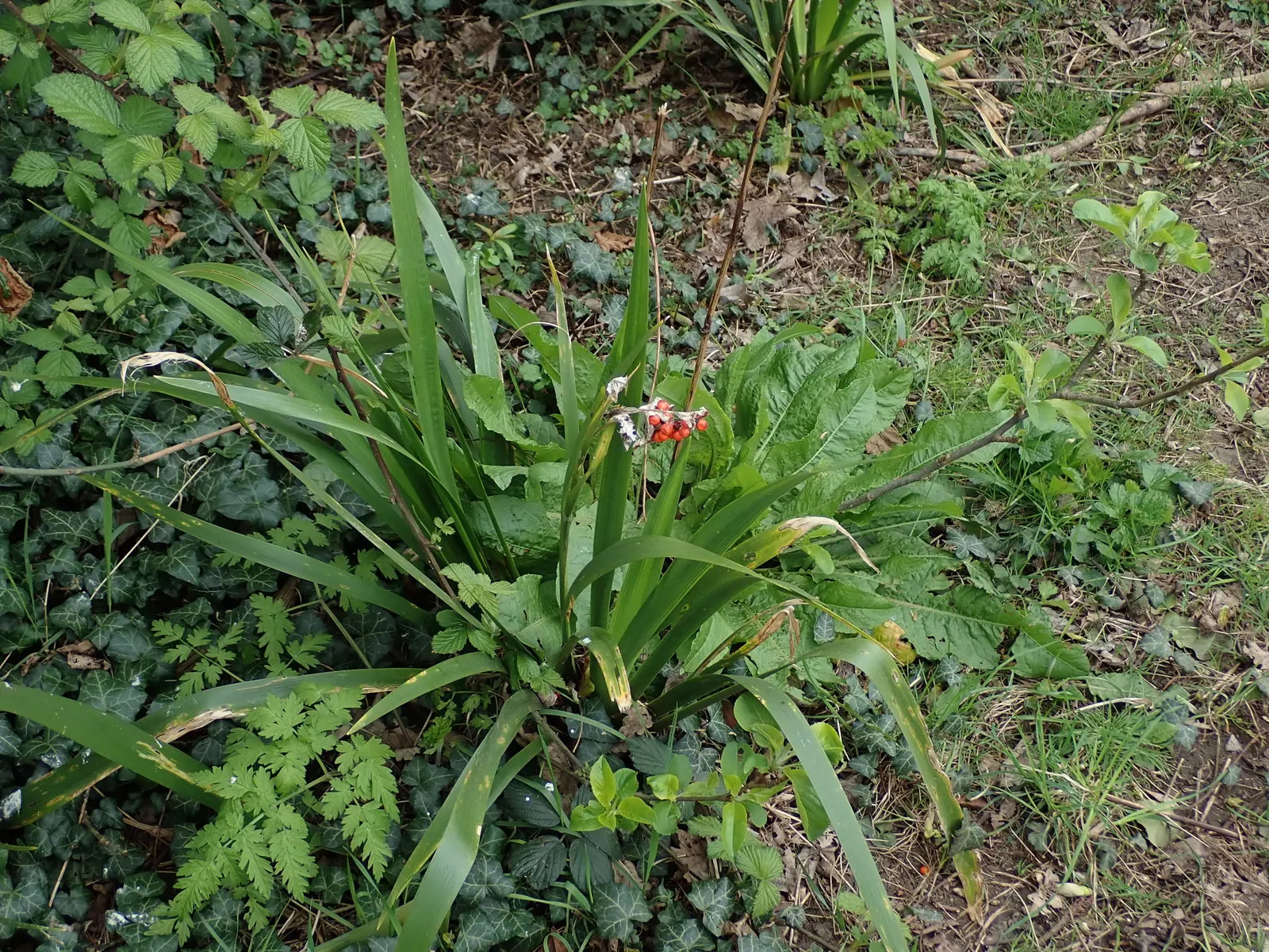Stinking Iris (Iris Foetidissima) — commonly known as Stinking Iris