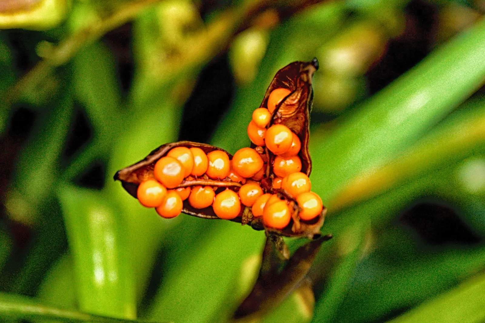 Stinking Iris (Iris Foetidissima) — evergreen leaves that grow in dense clumps, image 41
