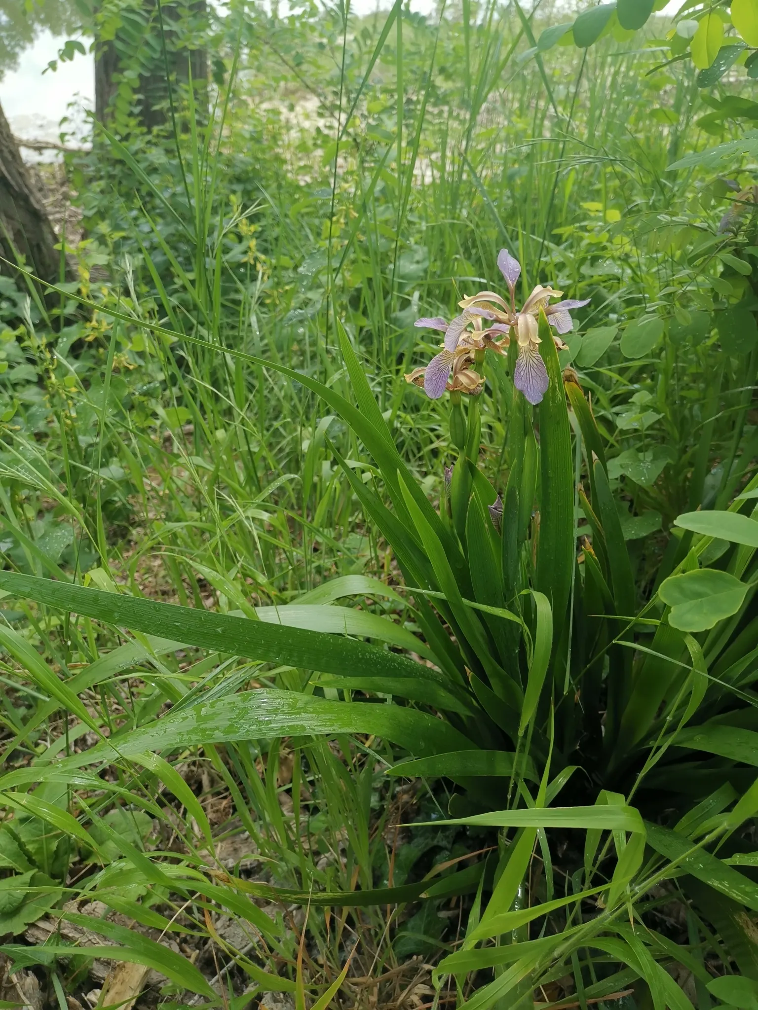 Stinking Iris (Iris Foetidissima) — scientifically known as Iris foetidissima