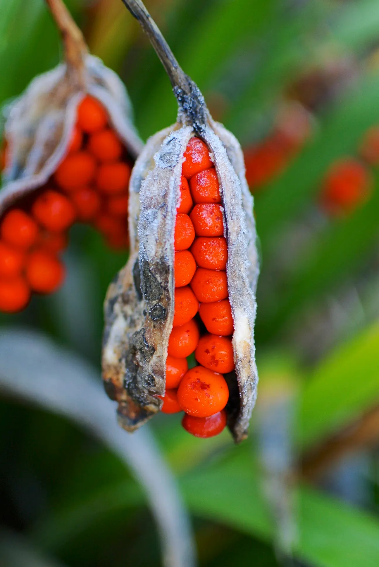 Stinking Iris (Iris Foetidissima) — Despite the "stinking" title; perennial for full or half