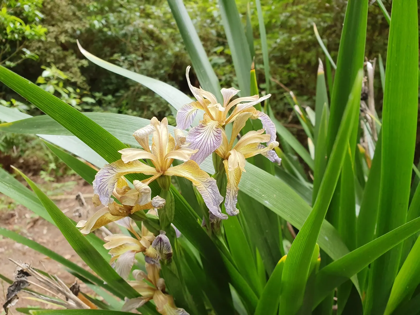 Stinking Iris (Iris Foetidissima) — which become visible in the autumn when the seed pods split open