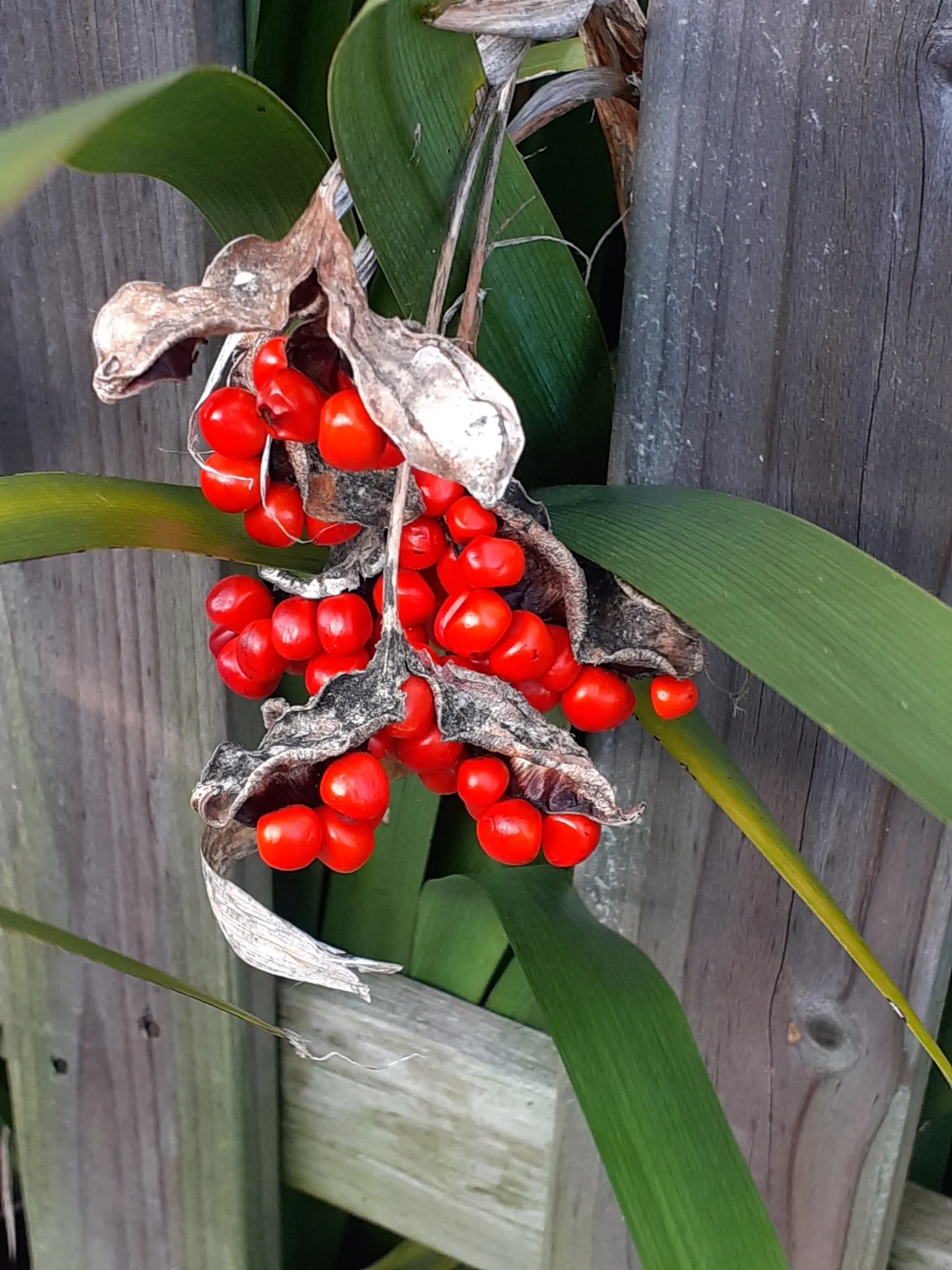 Stinking Iris (Iris Foetidissima) — Despite the "stinking" title