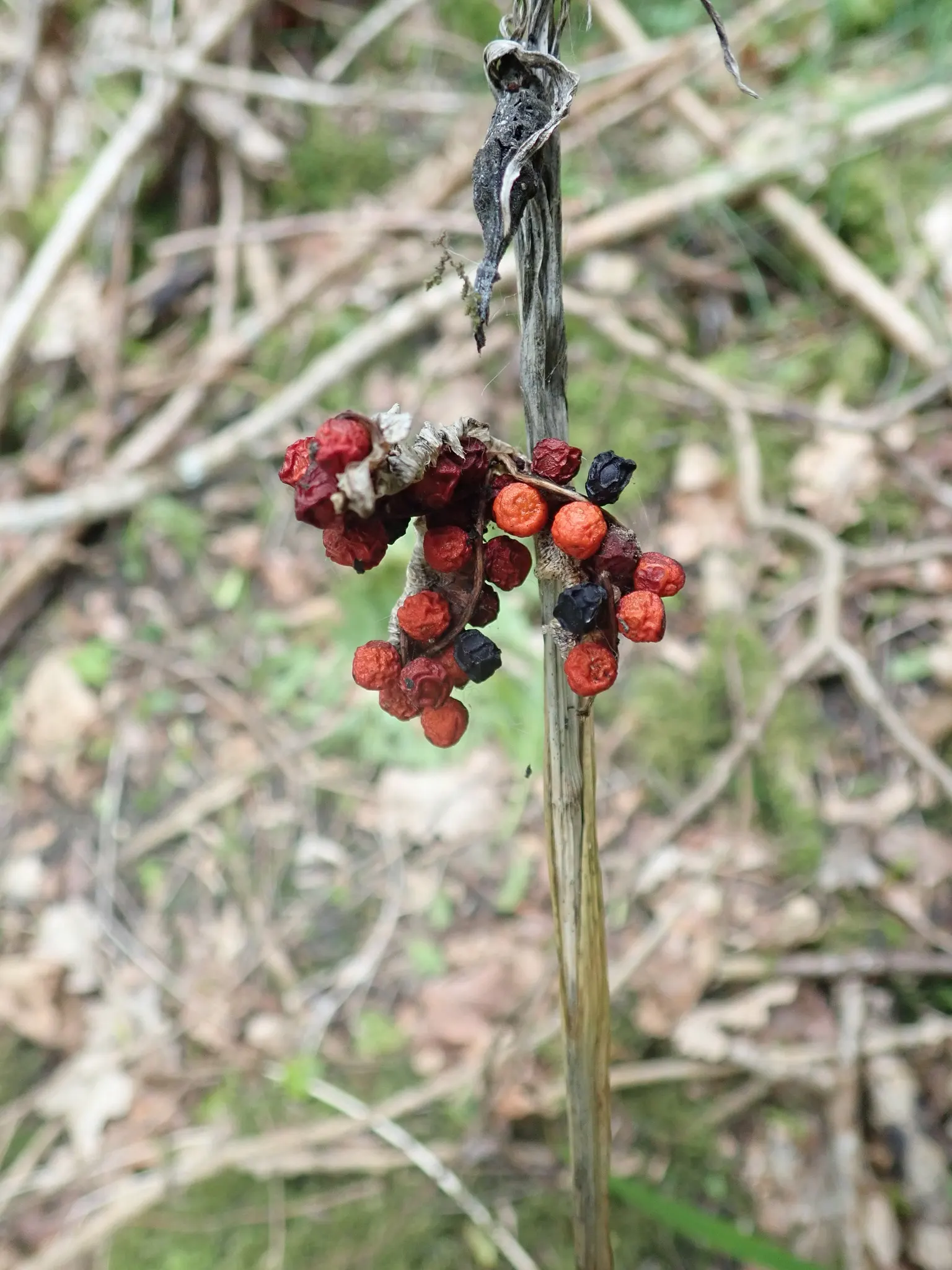 Stinking Iris (Iris Foetidissima) — this herbaceous perennial features long