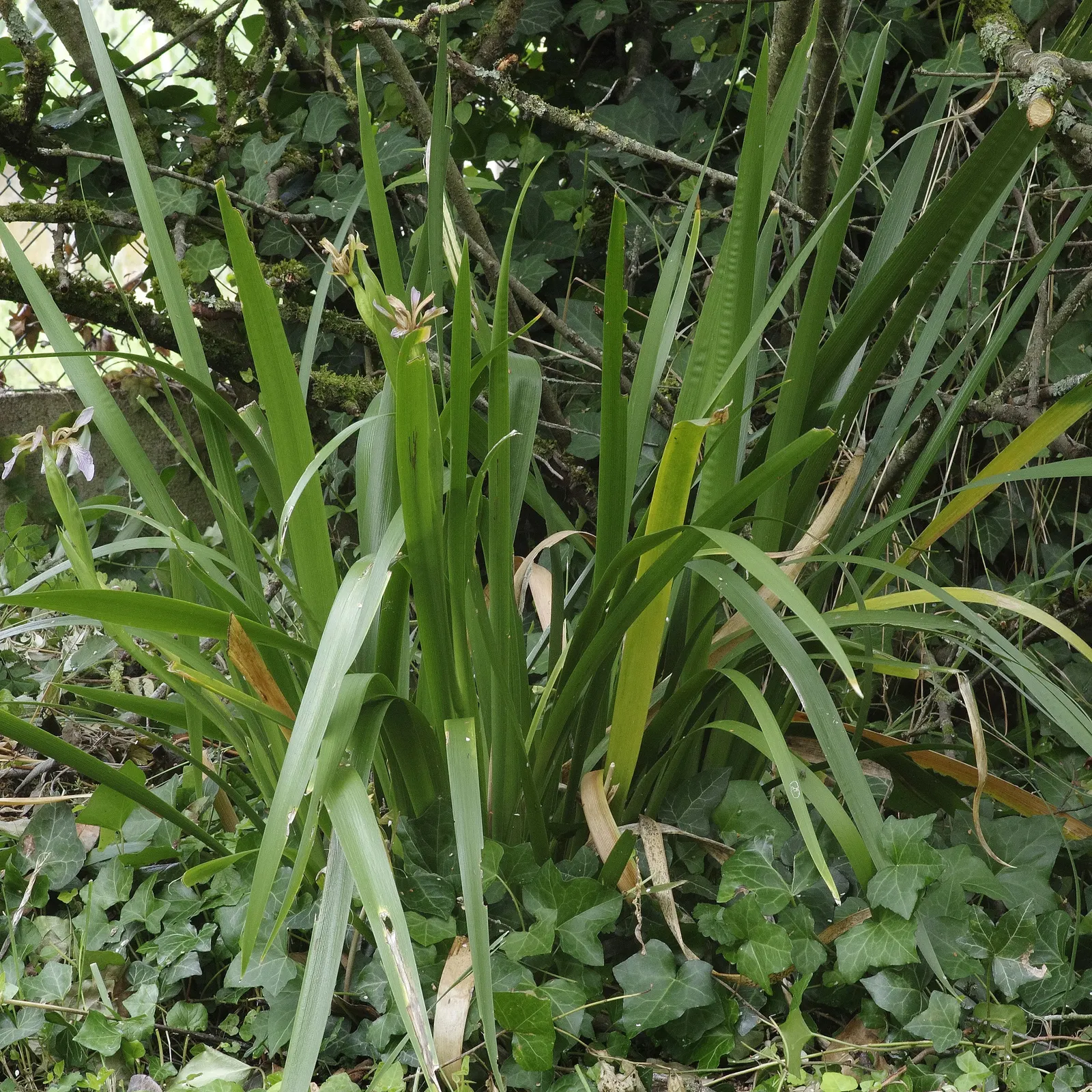 Stinking Iris (Iris Foetidissima) — each approximately 2 to 3 inches across; offering a splash of color in subdued landscapes._zones 5-9