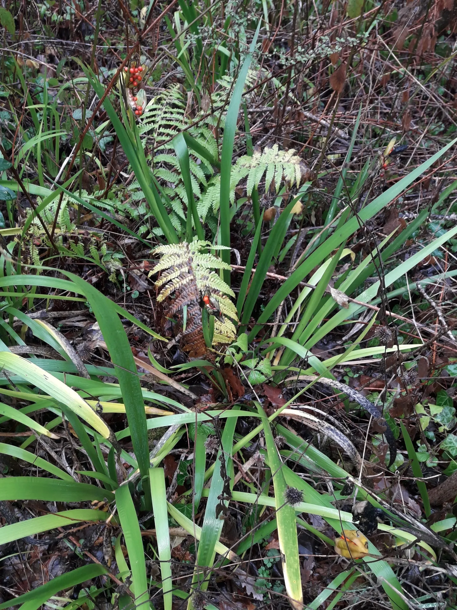 Stinking Iris (Iris Foetidissima) — reaching 1.5-2 feet in height