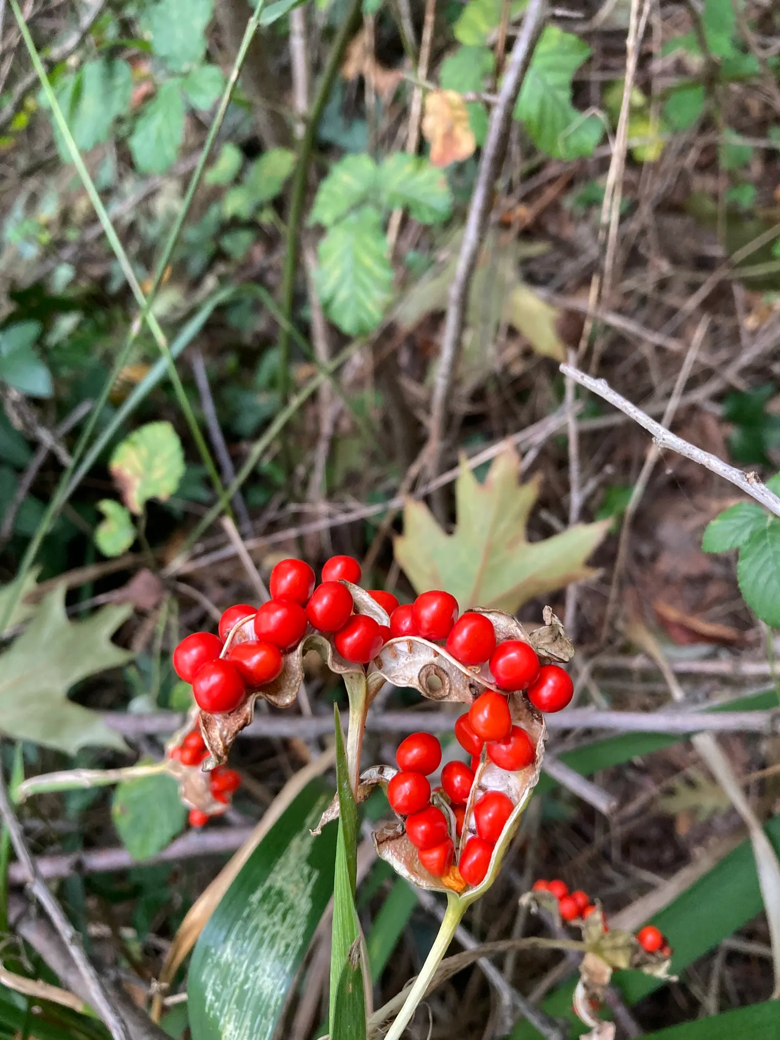 Stinking Iris (Iris Foetidissima) — each approximately 2 to 3 inches across