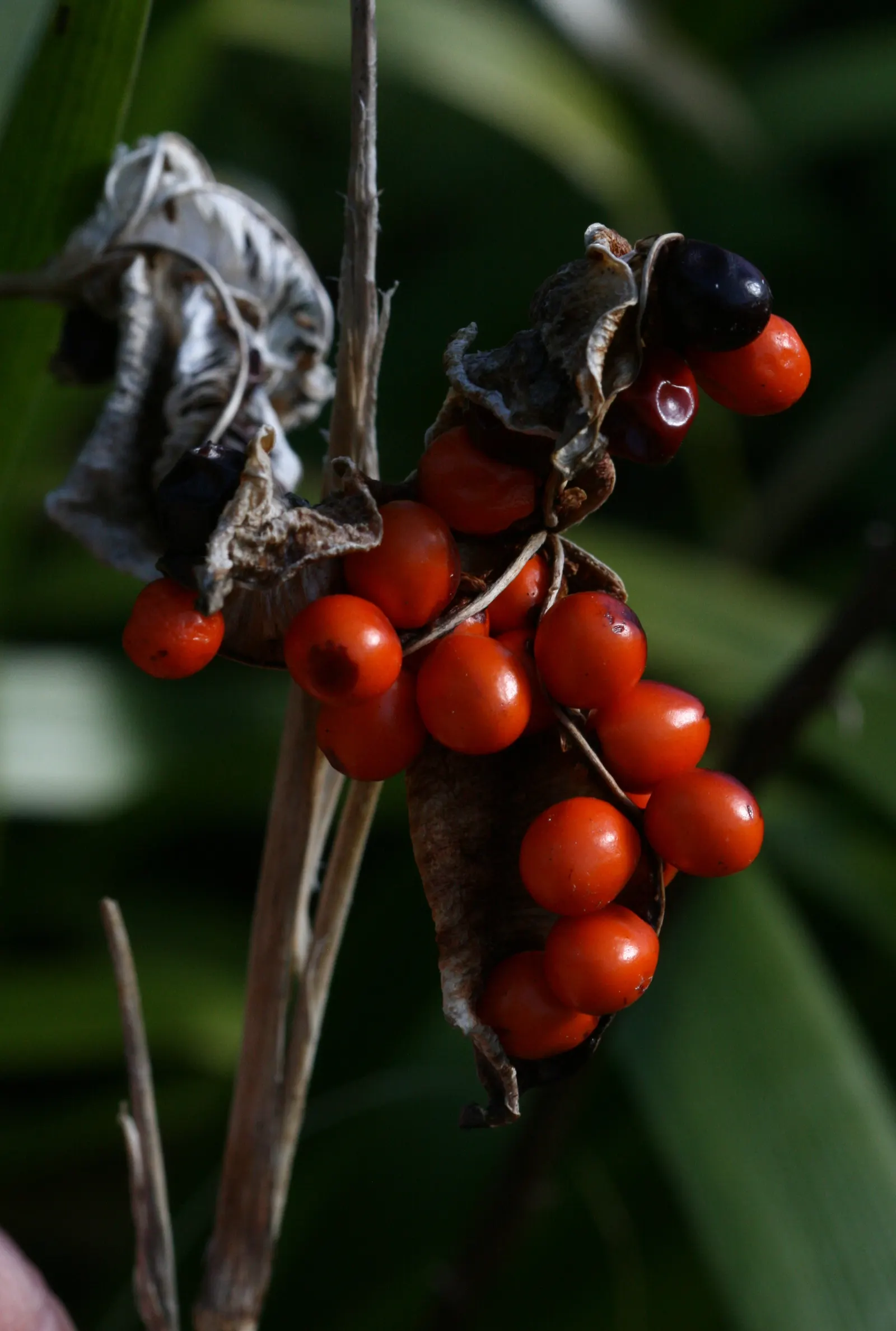 Stinking Iris (Iris Foetidissima) — It\'s an ideal choice for underplanting in woodland settings or adding to shaded border areas; it blooms with pale lavender