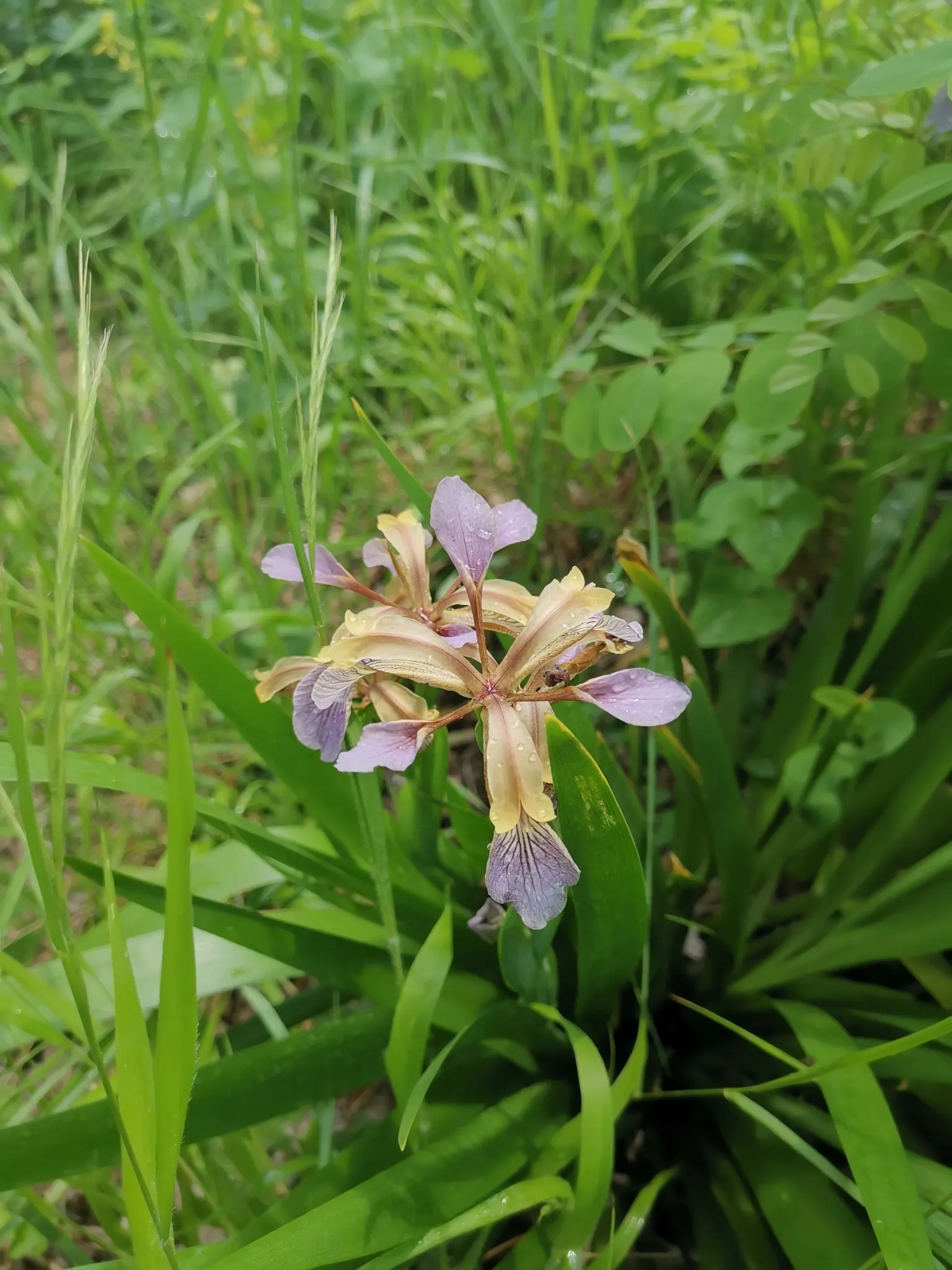 Stinking Iris (Iris Foetidissima) — offering a splash of color in subdued landscapes._zones 5-9