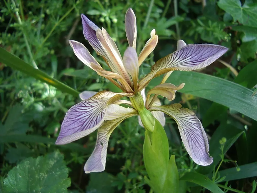 Stinking Iris (Iris Foetidissima) — These vibrant seeds provide a stark contrast against the foliage and are a draw for birds