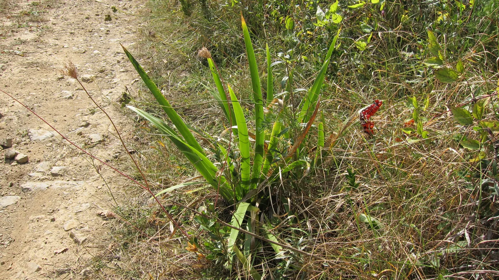 Stinking Iris (Iris Foetidissima) — this iris is drought-tolerant once established