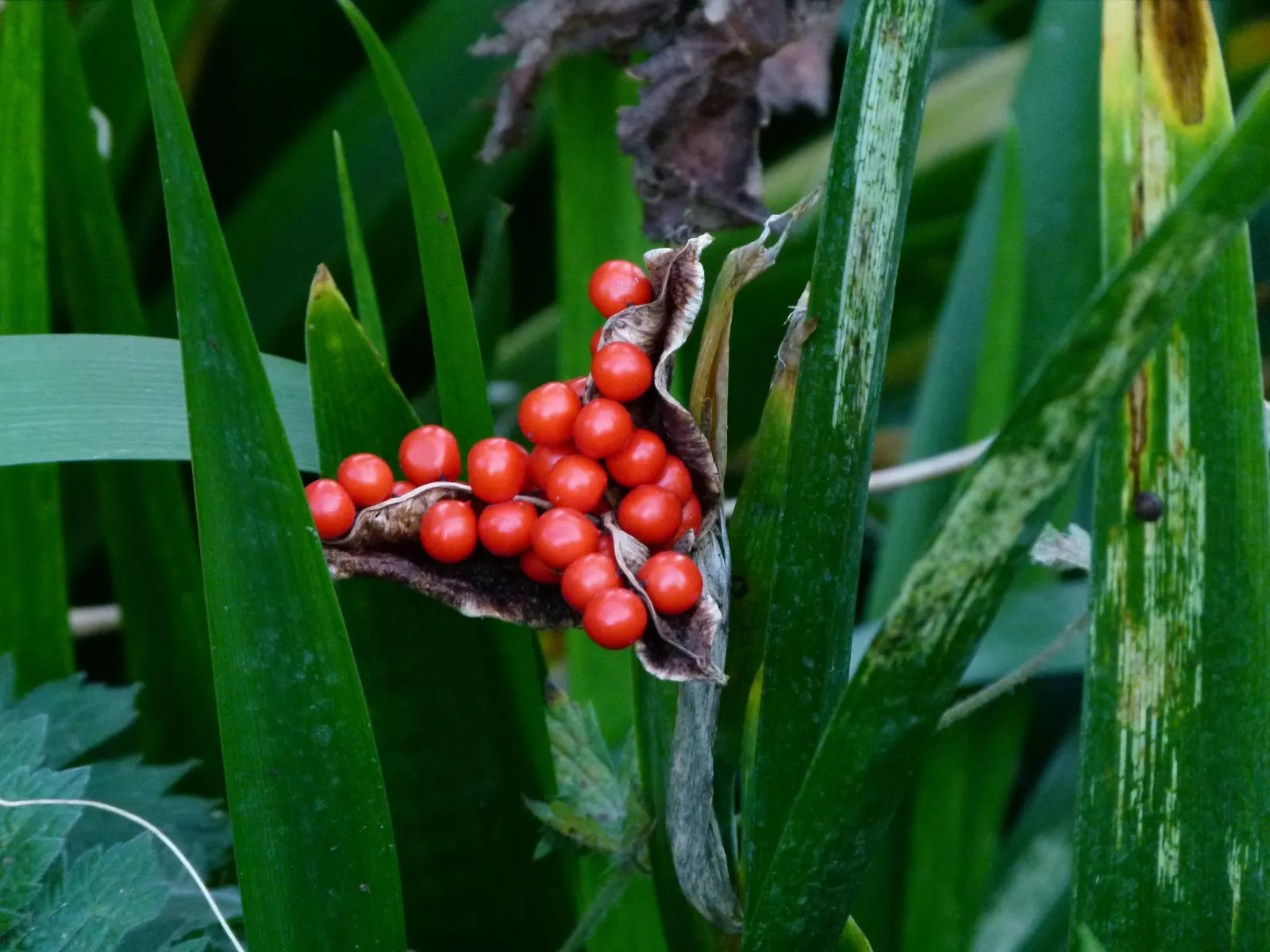 Stinking Iris (Iris Foetidissima) — making it a practical selection for water-conserving landscapes