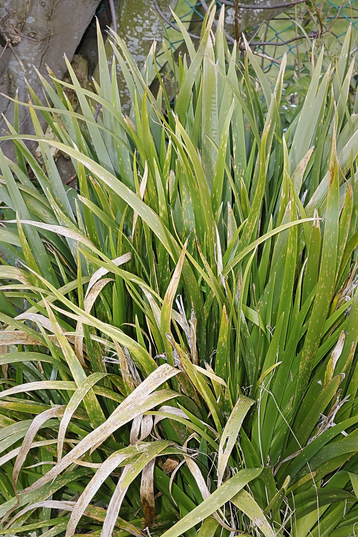 Stinking Iris (Iris Foetidissima) — Iris foetidissima is remarkably disease-resistant and requires minimal maintenance